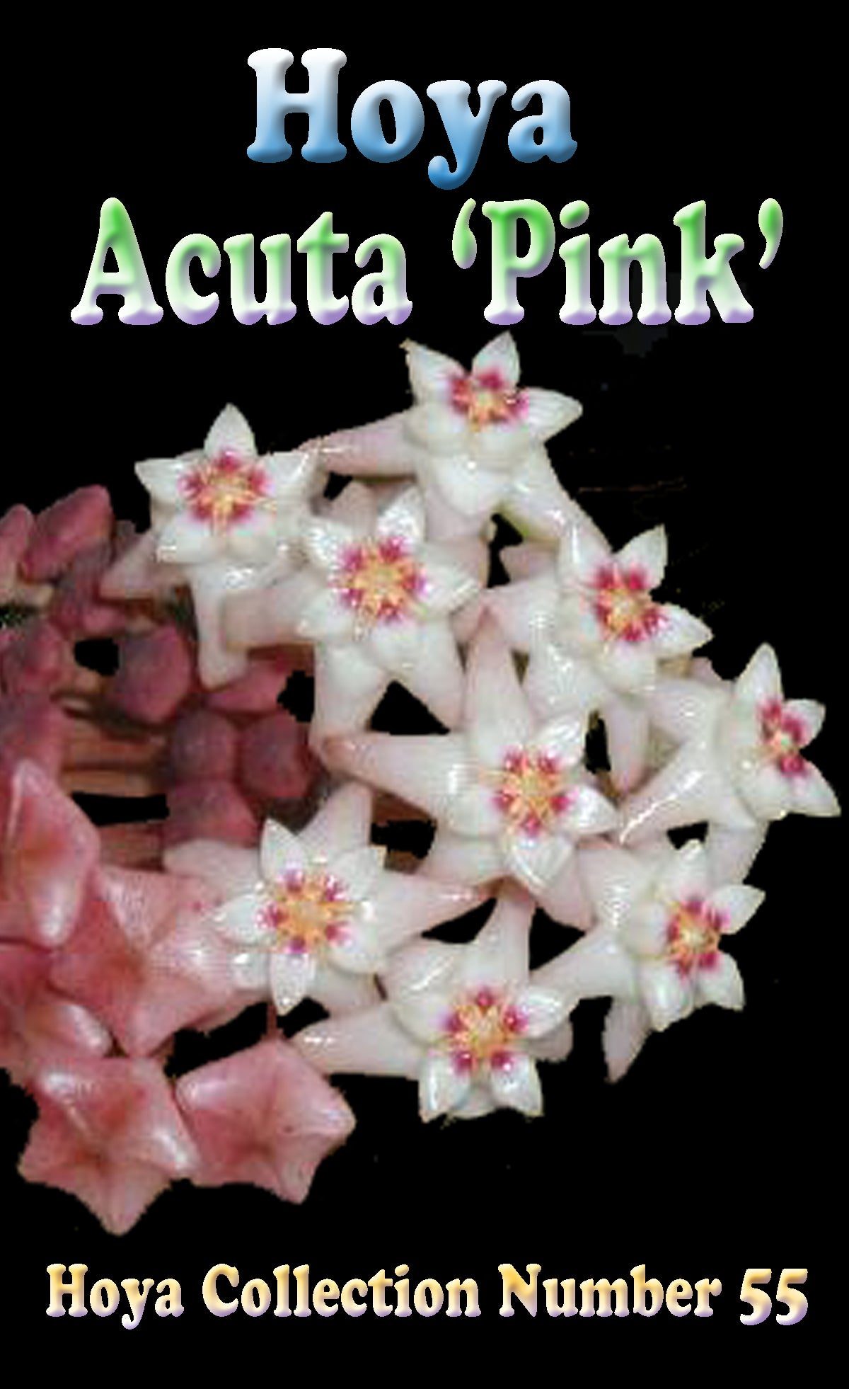Hoya acuta ‘Pink’