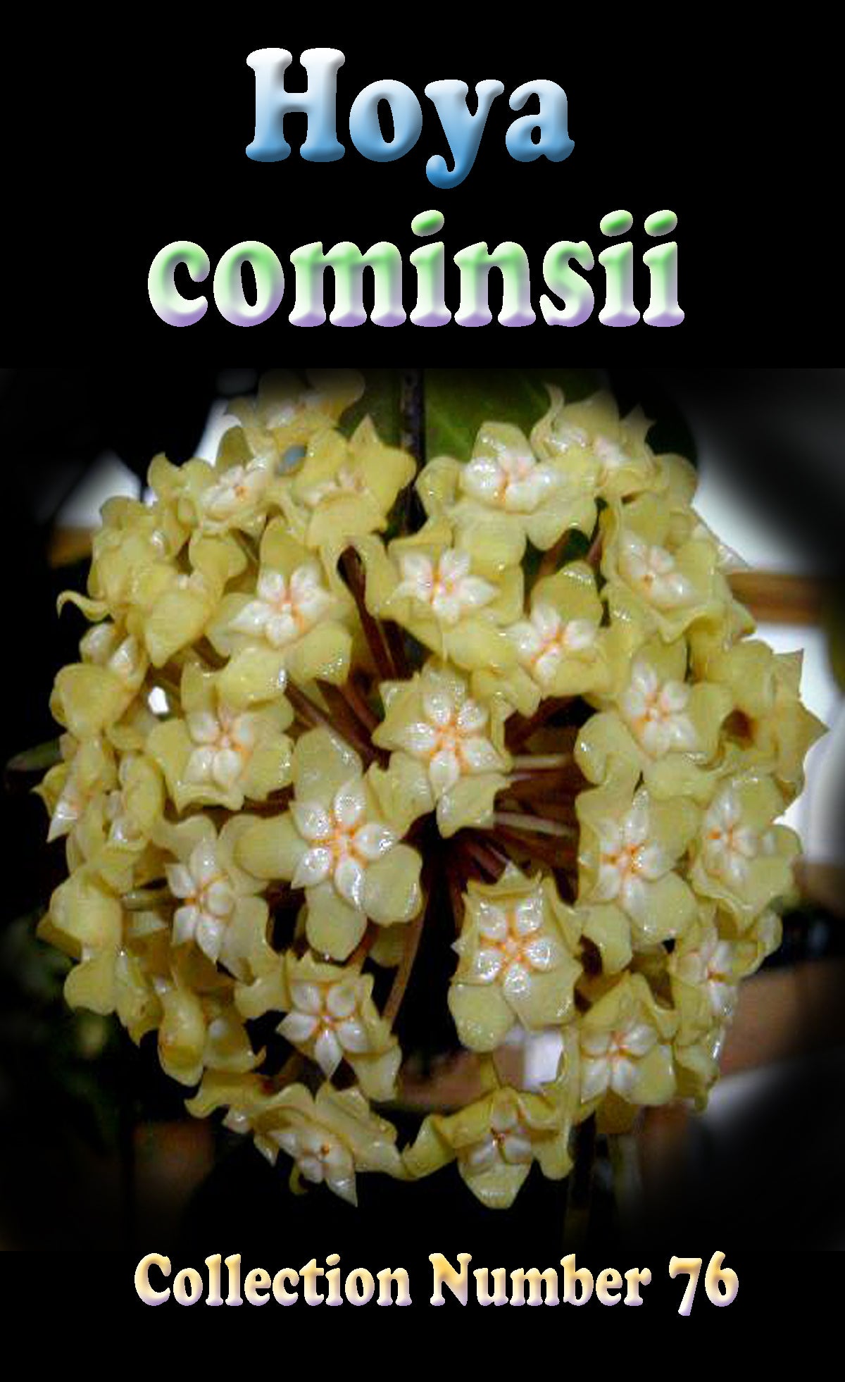 Hoya cominsii