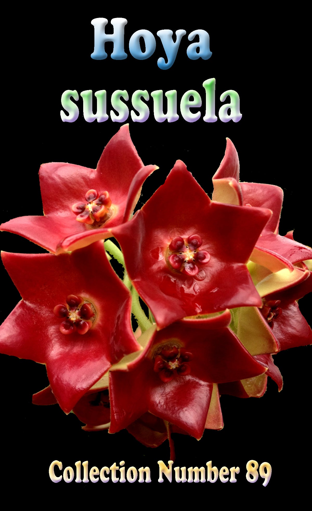 Hoya sussuela