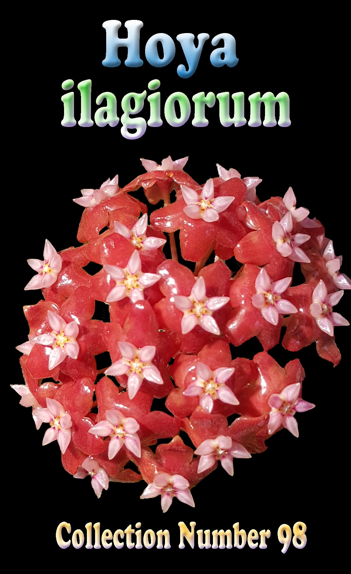 Hoya ilagiorum with glossy red star-shaped flowers and pale pink centres in rounded umbels.