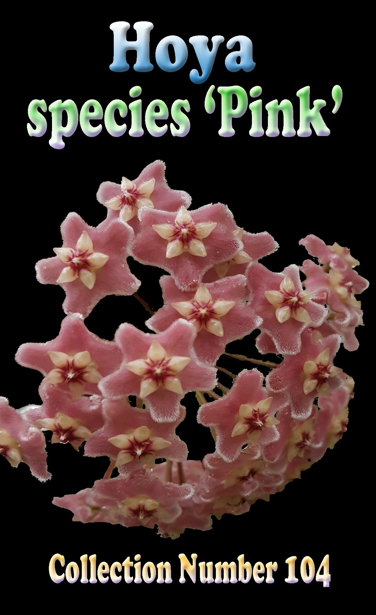Hoya species ‘Pink’ with velvety star-shaped pink flowers and cream centres in rounded clusters.