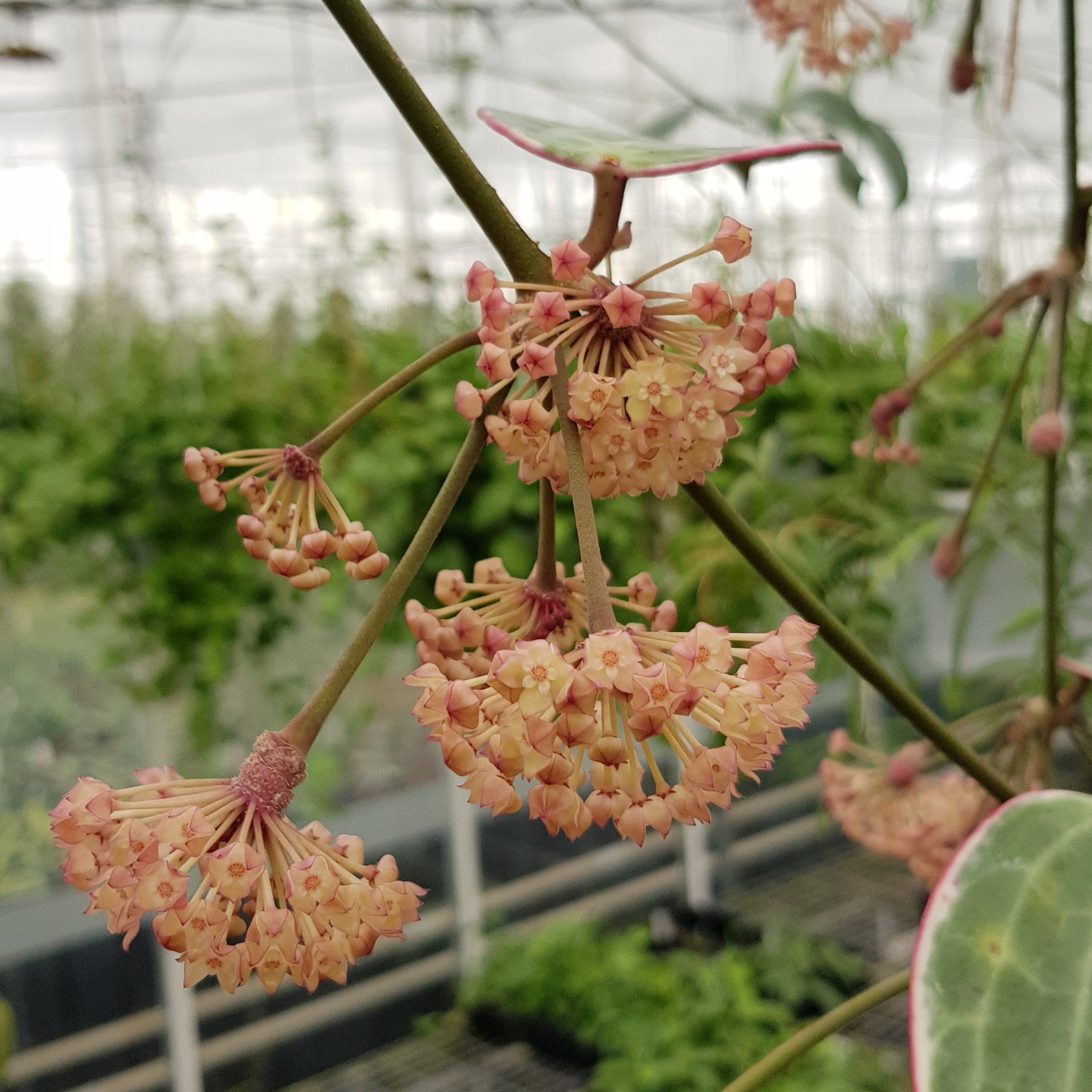 Hoya macrophylla ‘Albomarginata’