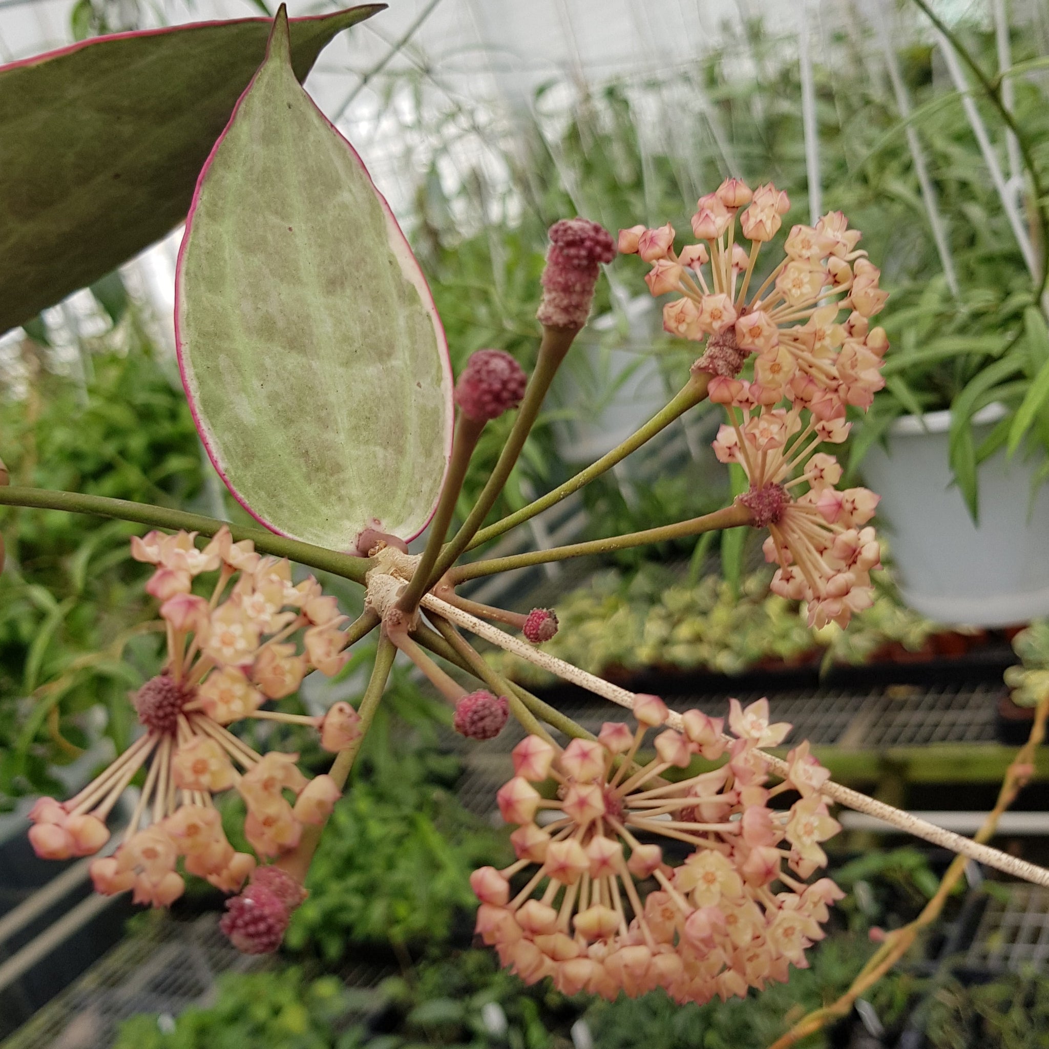 Hoya macrophylla ‘Albomarginata’