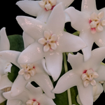 Hoya albiflora with glossy white star-shaped flowers and pale pink centres.