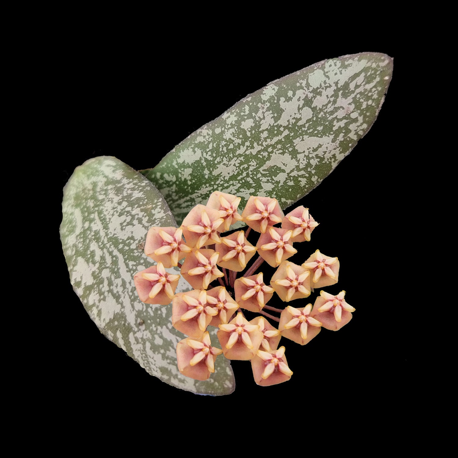 Hoya sigillatis 'Borneo - Wide Leaf'