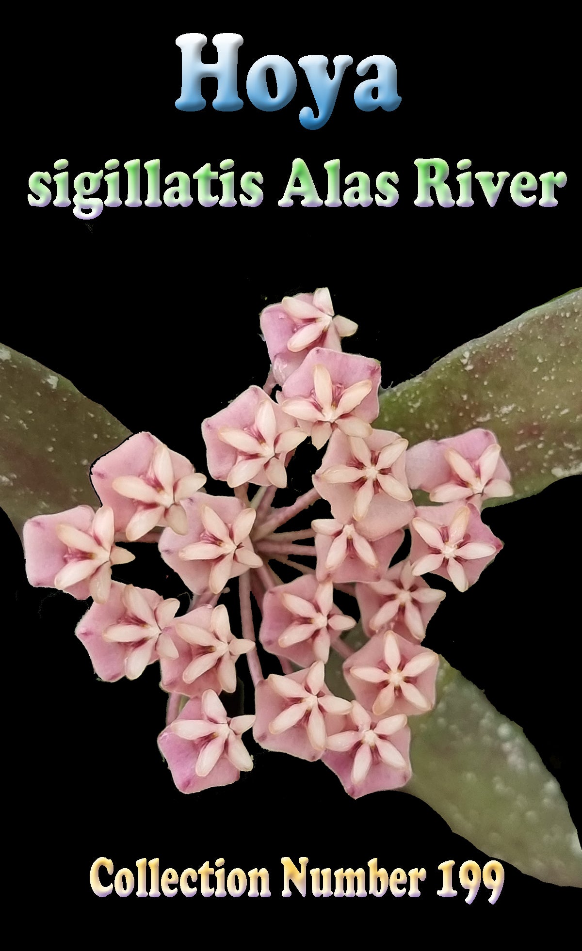 Hoya sigillatis 'Alas River'
