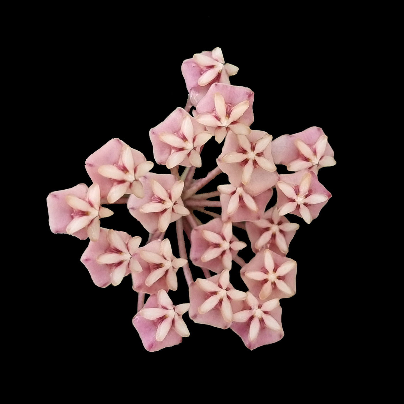 Hoya sigillatis 'Alas River'