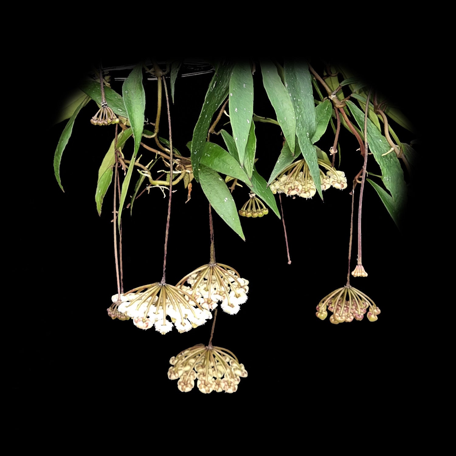 Hoya mirabilis 'Big Leaf'