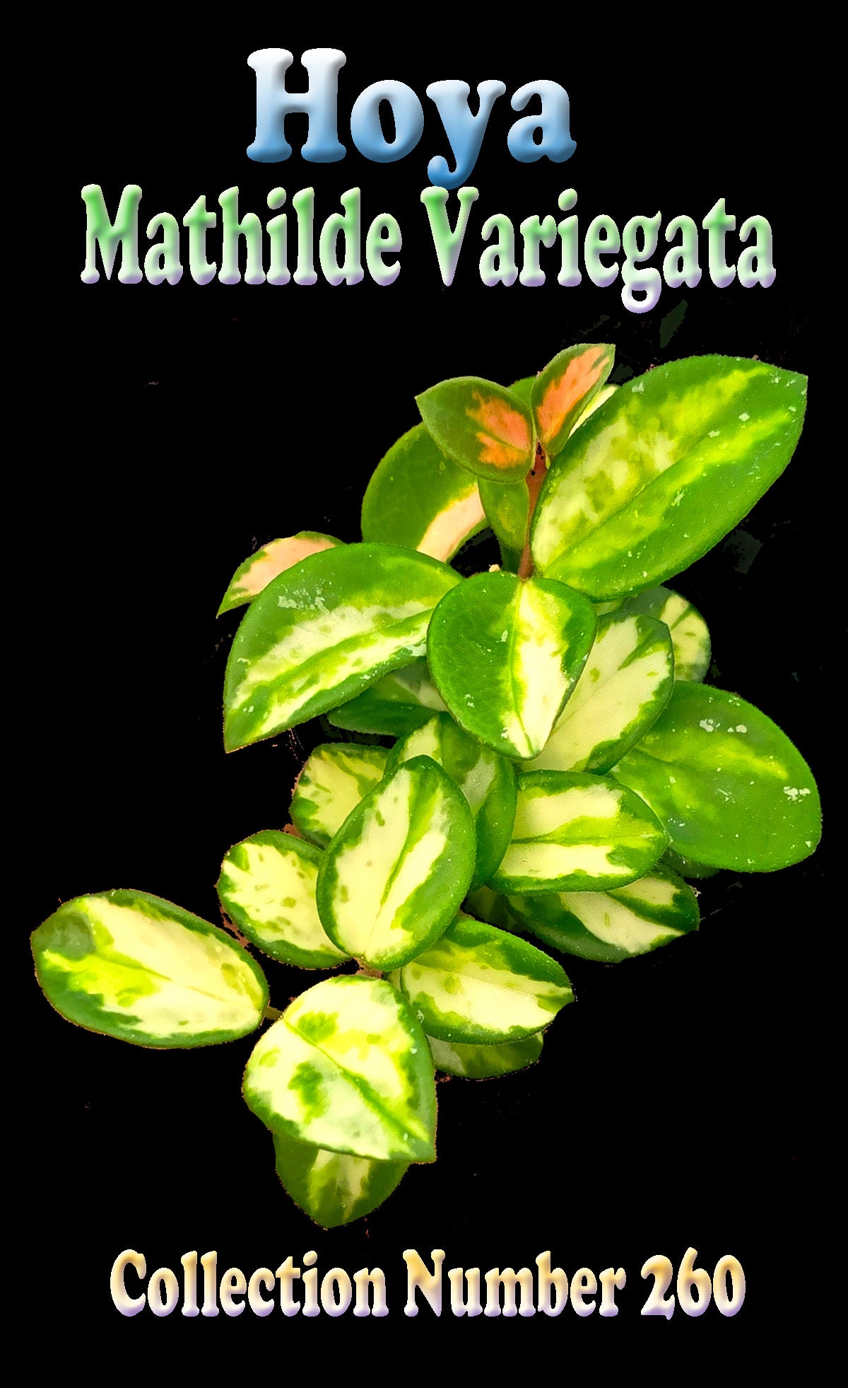 Hoya Mathilde Variegata – H260 – Collectors Online