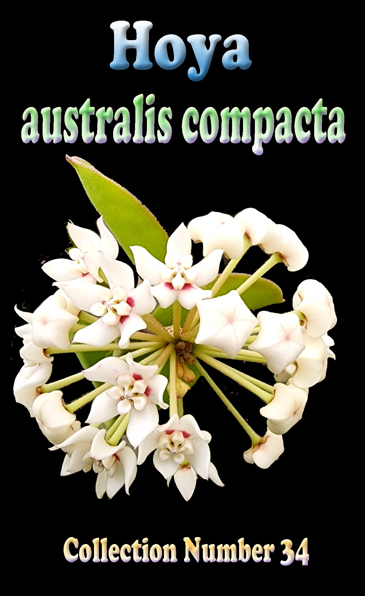 Hoya australis compacta with white star-shaped flowers and red-pink centres on a compact vine.