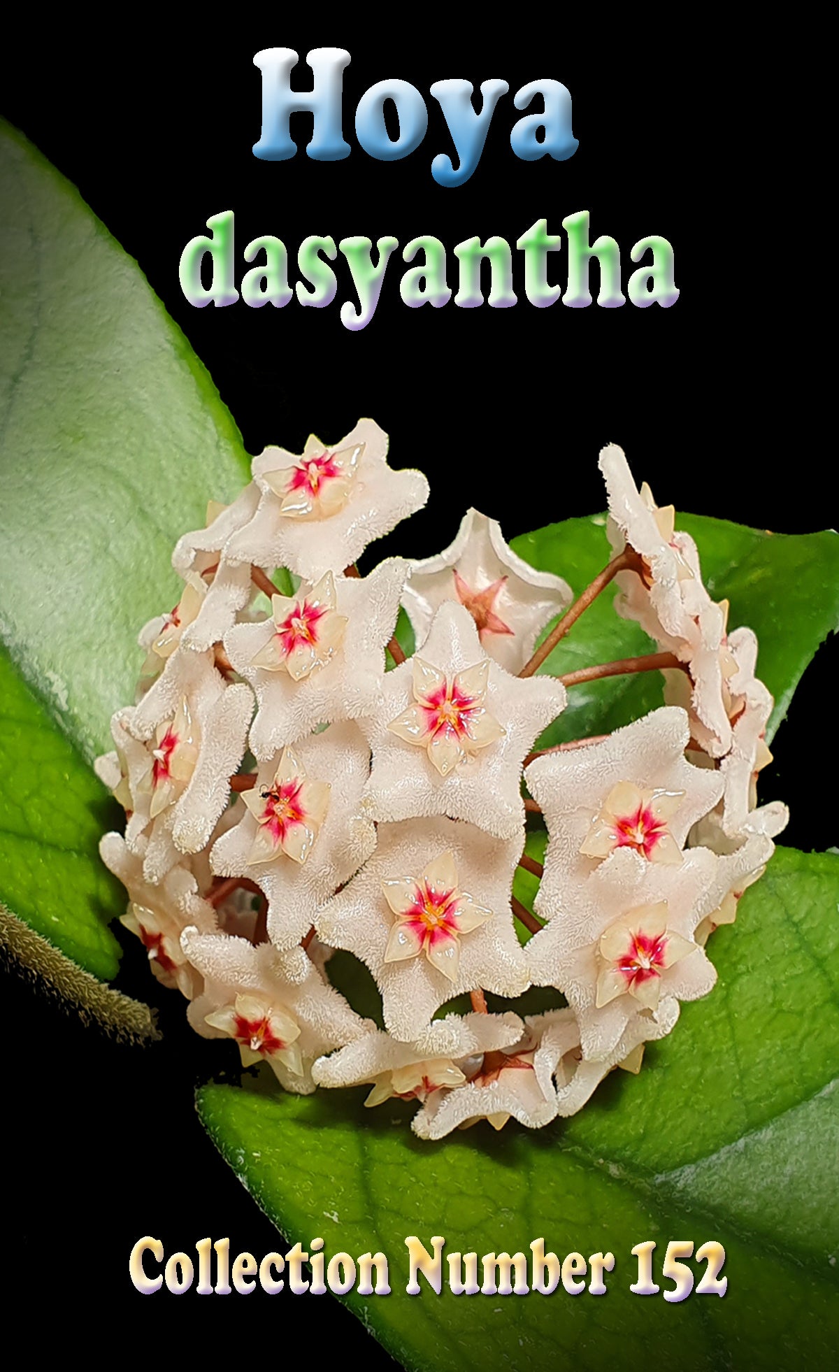 Hoya dasyantha