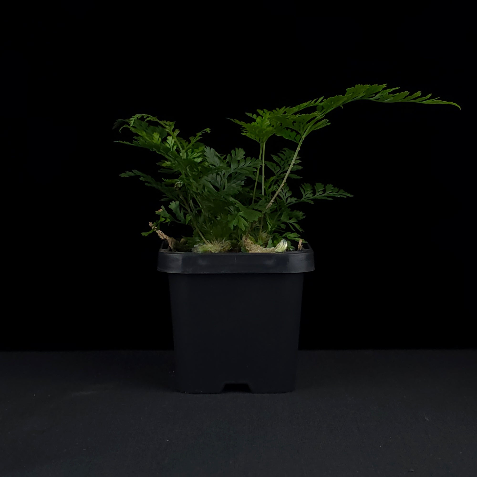 Humata tyermanii - White Rabbit's Foot Fern