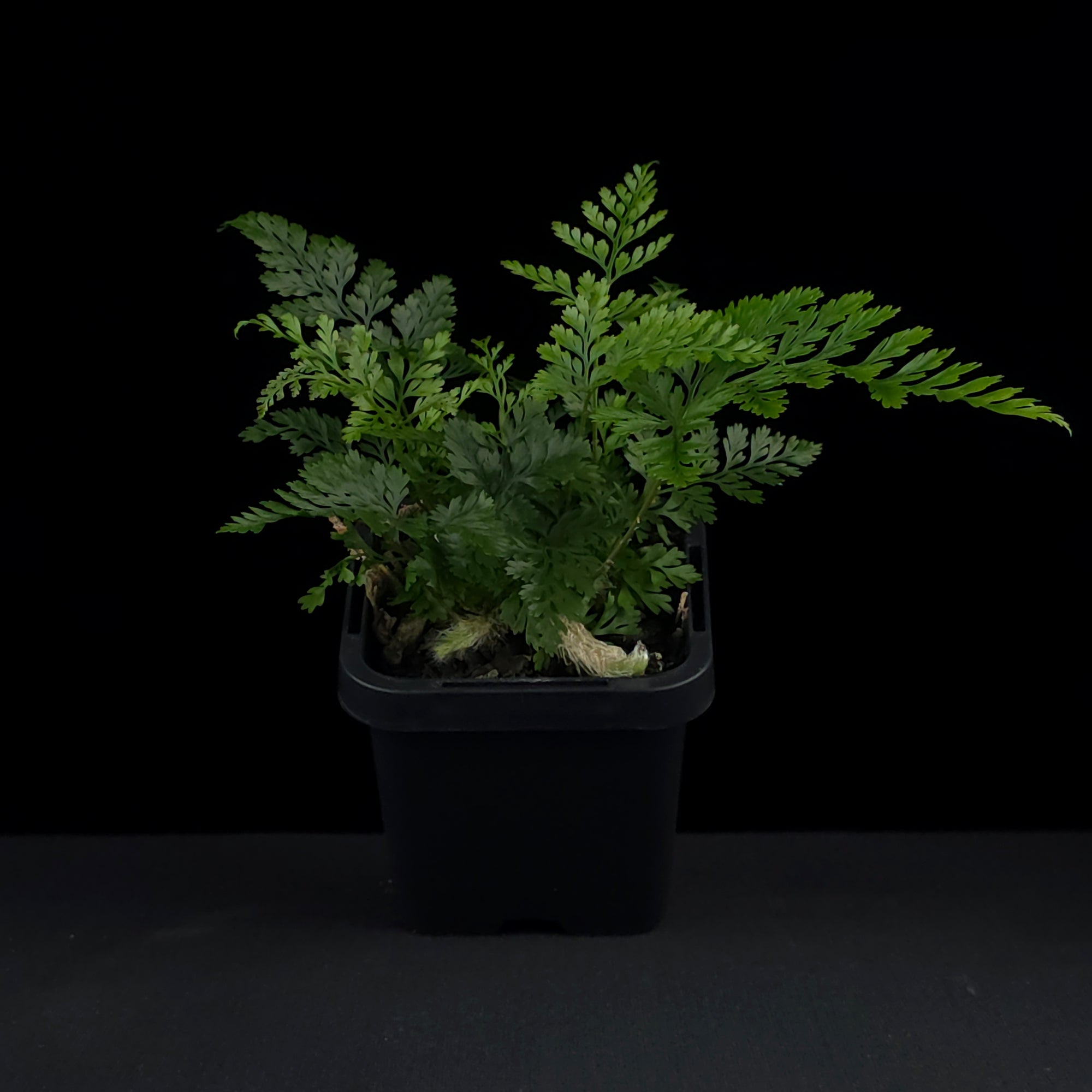 Humata tyermanii - White Rabbit's Foot Fern
