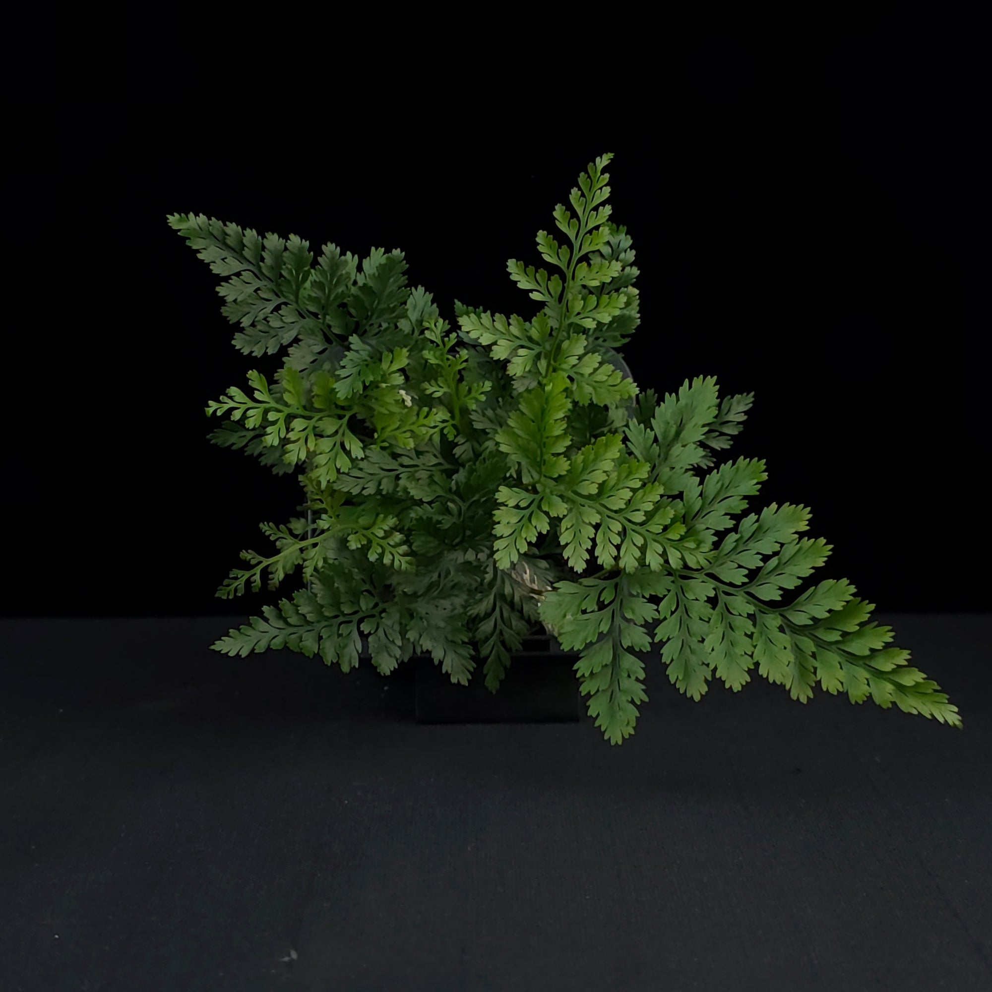 Humata tyermanii - White Rabbit's Foot Fern
