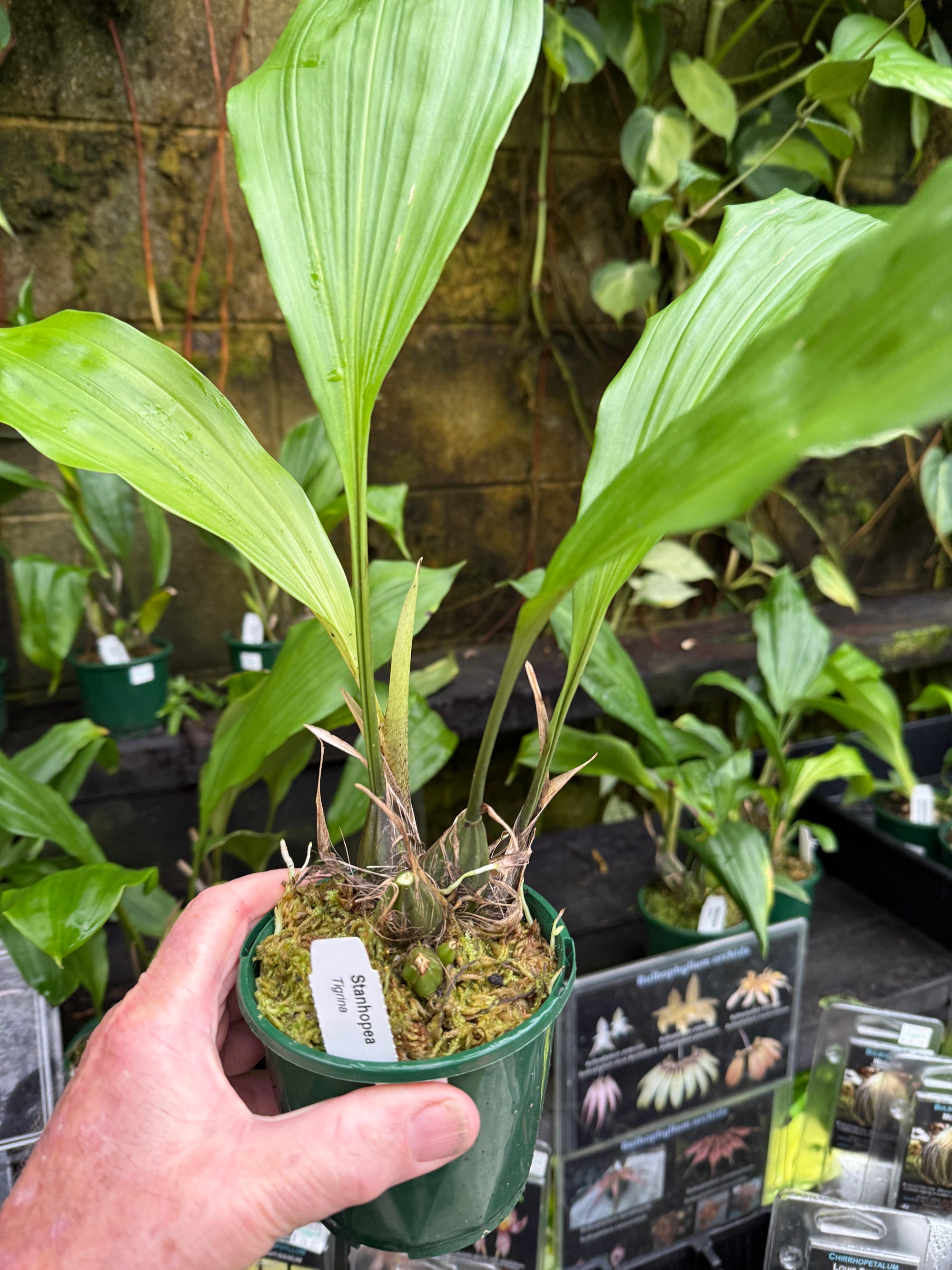 Stanhopea tigrina – The upside down orchid