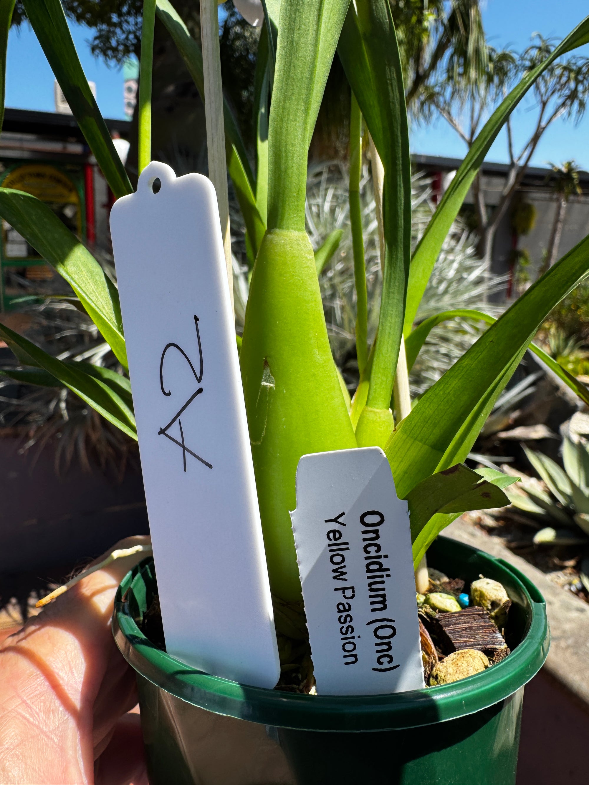Oncidium Yellow Passion 2 spiker. A2 100mm potted