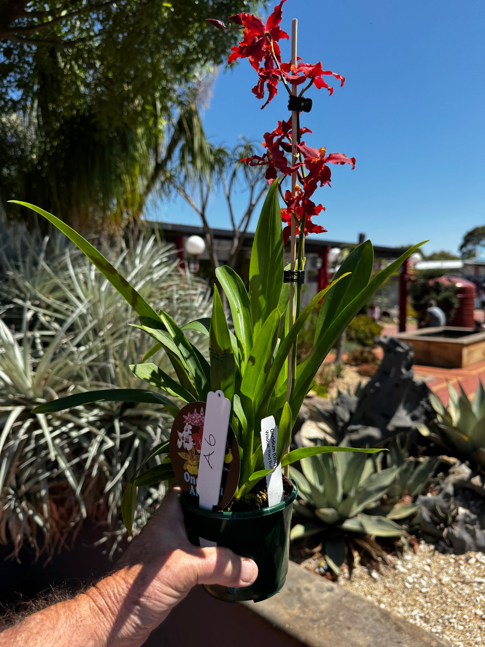 Odontocidium Massai Red Star - Vibrant Orchid