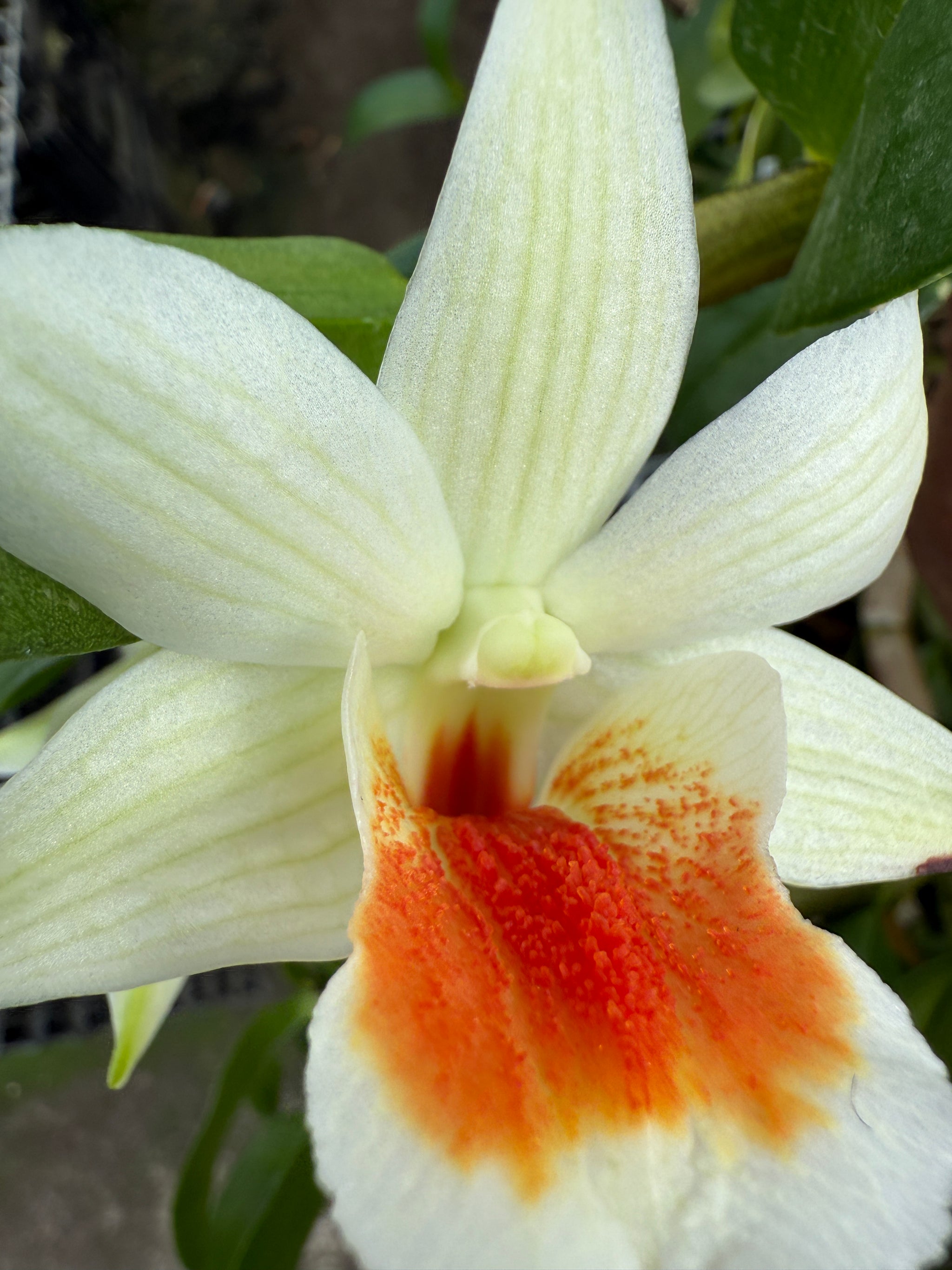 Dendrobium 'Dawn Maree'