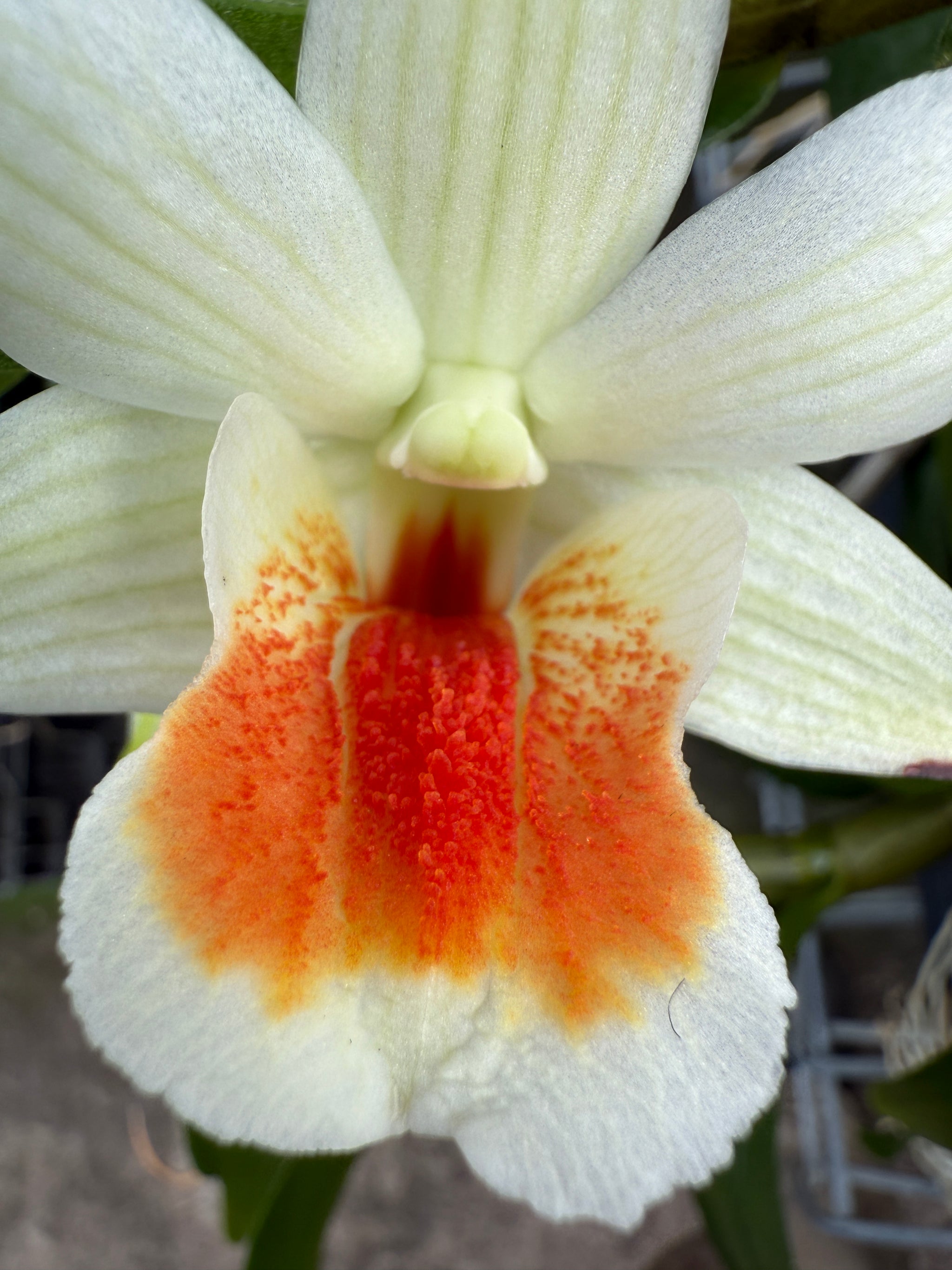 Dendrobium 'Dawn Maree'