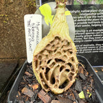 Myrmecodia tuberosa - Ant Plant