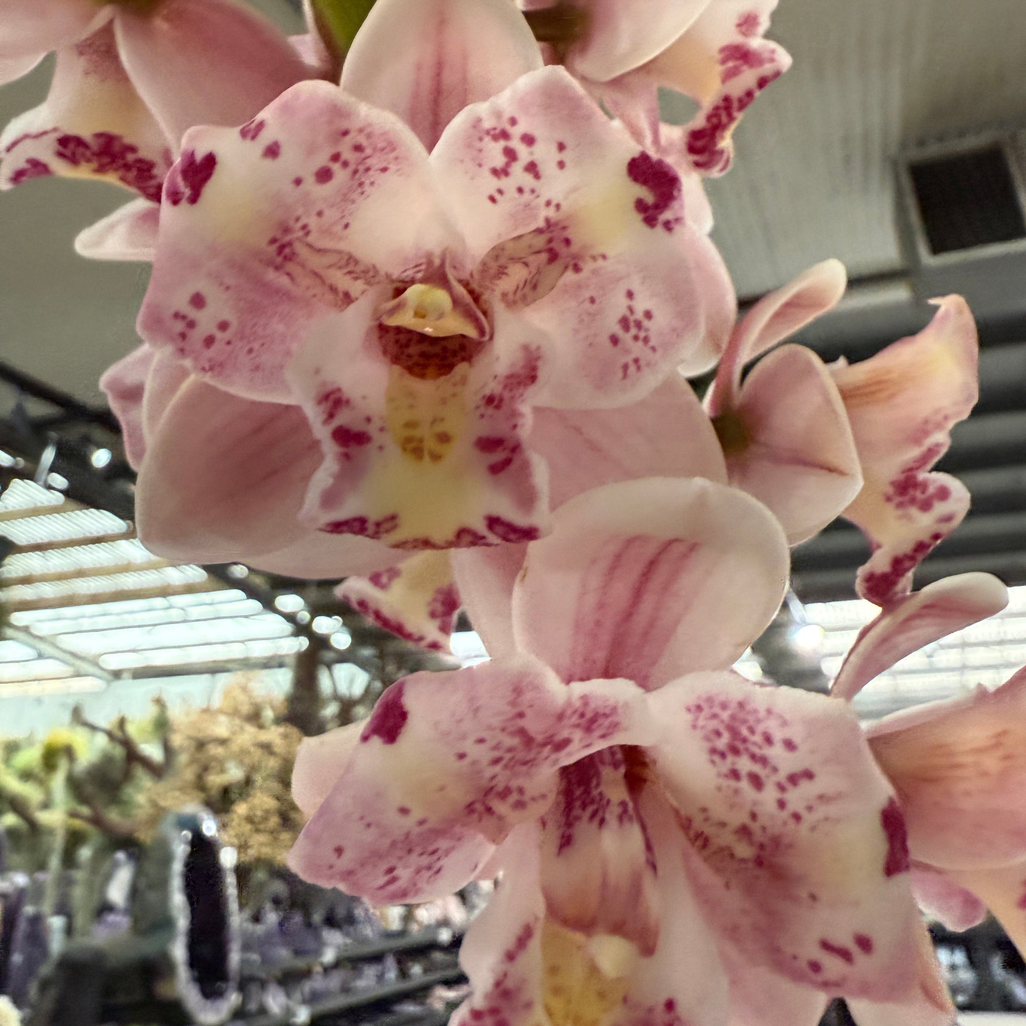 Cymbidium Little Sarah ‘Freak Scene’