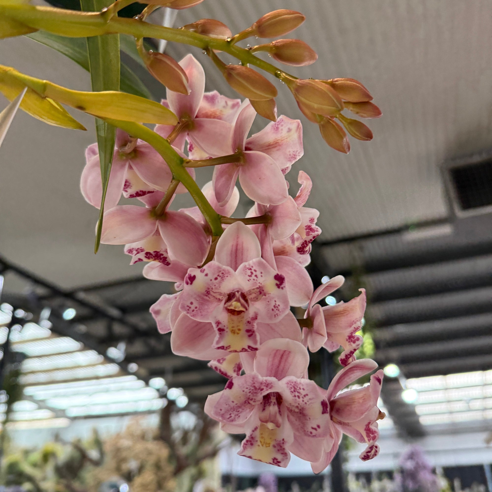 Cymbidium Little Sarah ‘Freak Scene’