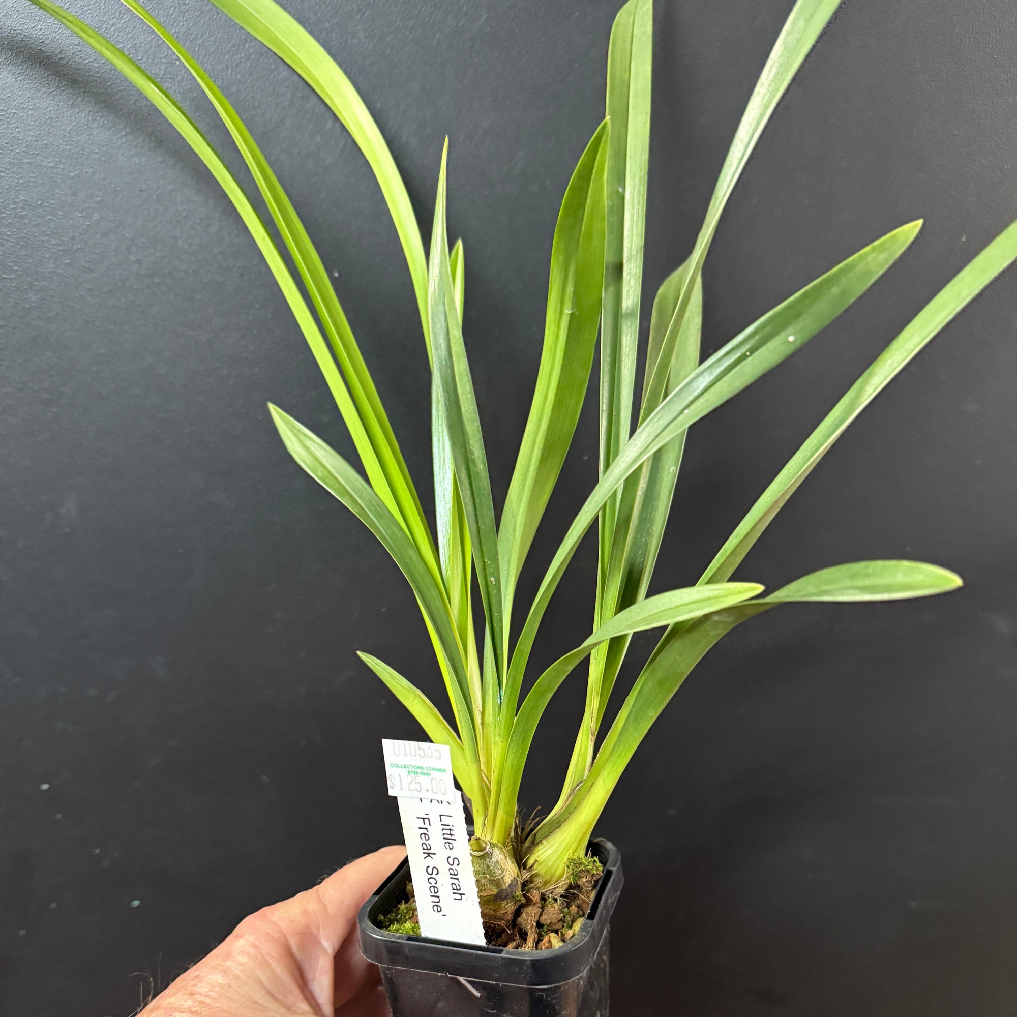 Cymbidium Little Sarah ‘Freak Scene’