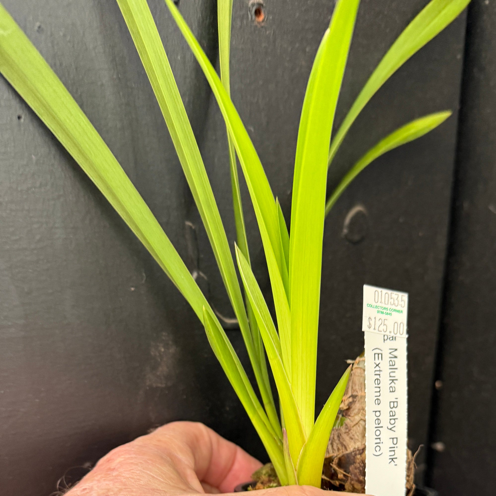 Cymbidium Maluka Baby Pink Peloric. Backbulb propagation