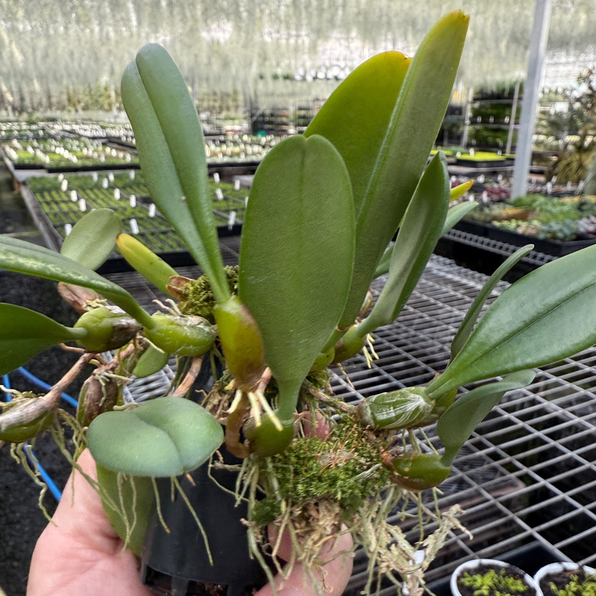 Bulbophylum vaginatum