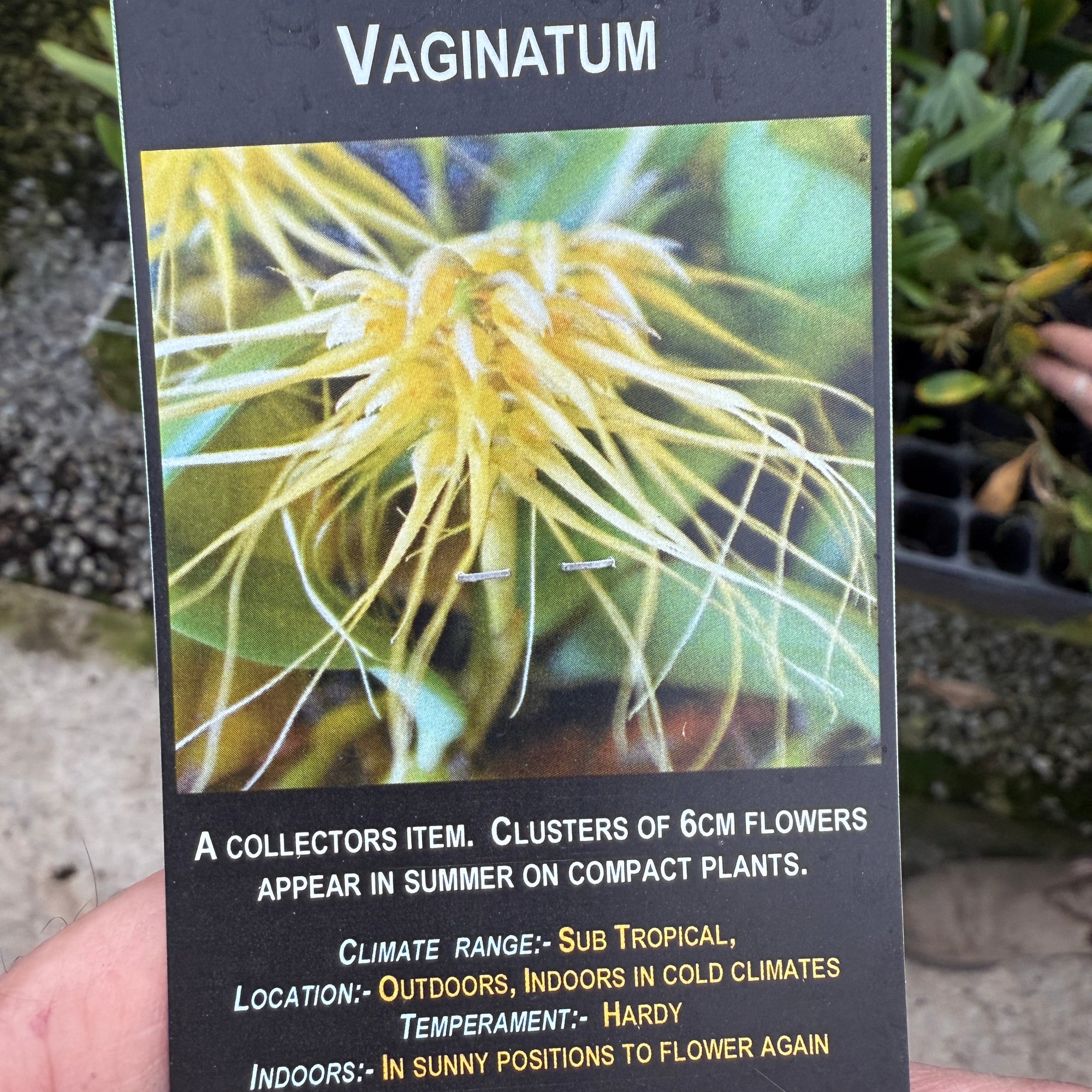 Bulbophylum vaginatum