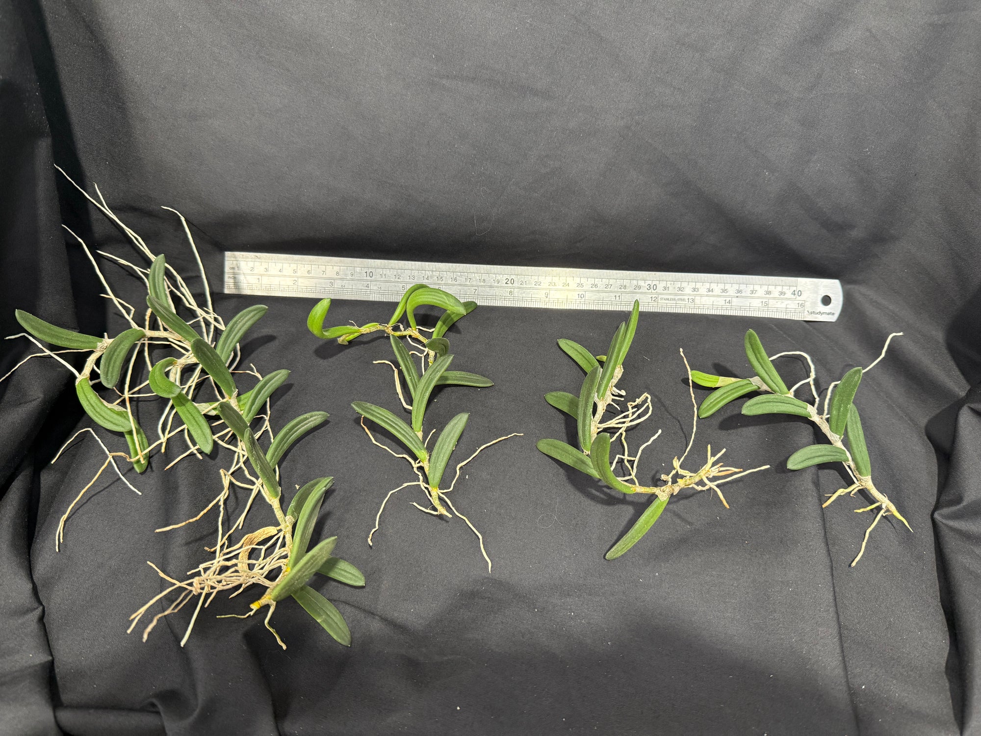 Dendrobium linguiformis (Syn. Dockrillia) Narrow Leaf