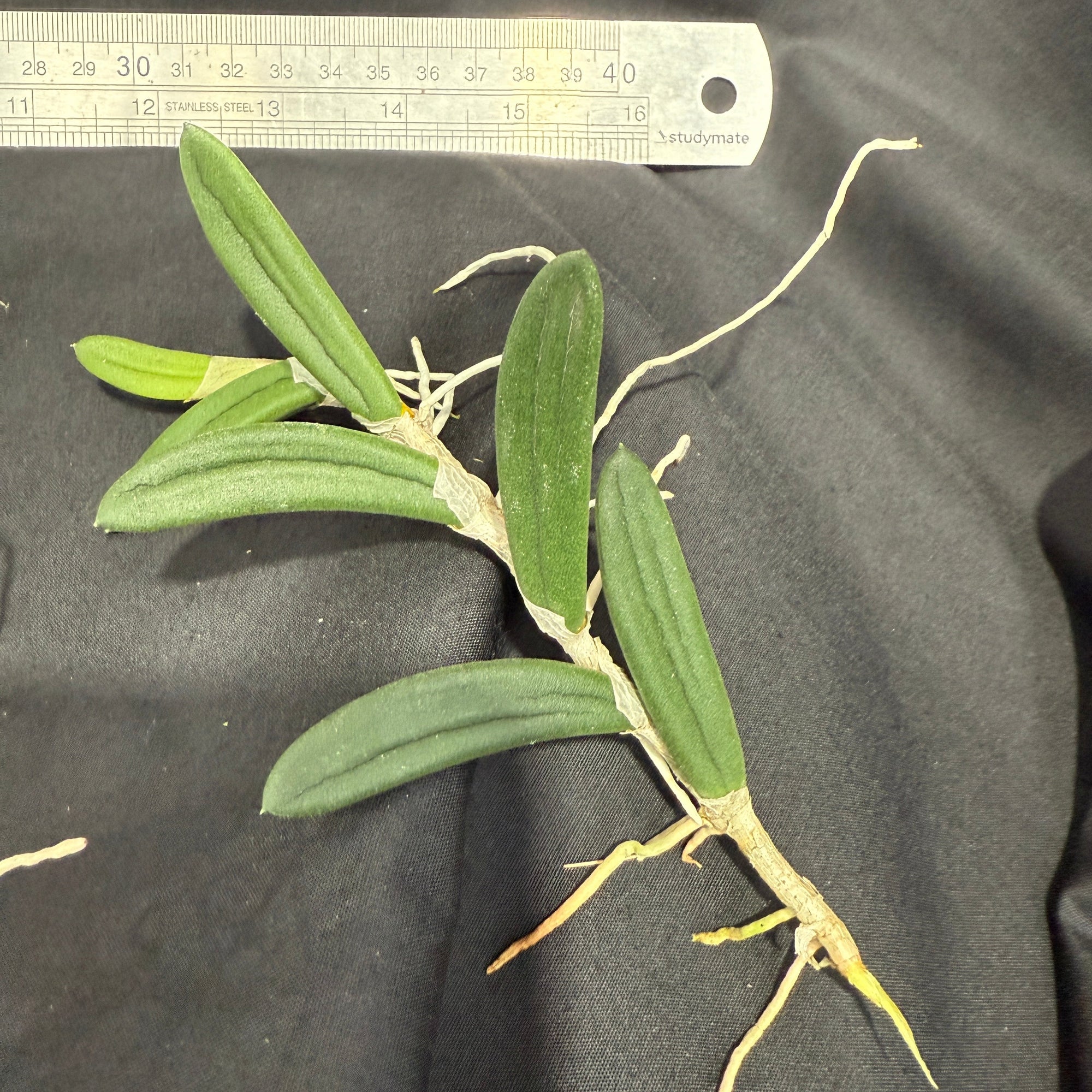 Dendrobium linguiformis (Syn. Dockrillia) Narrow Leaf