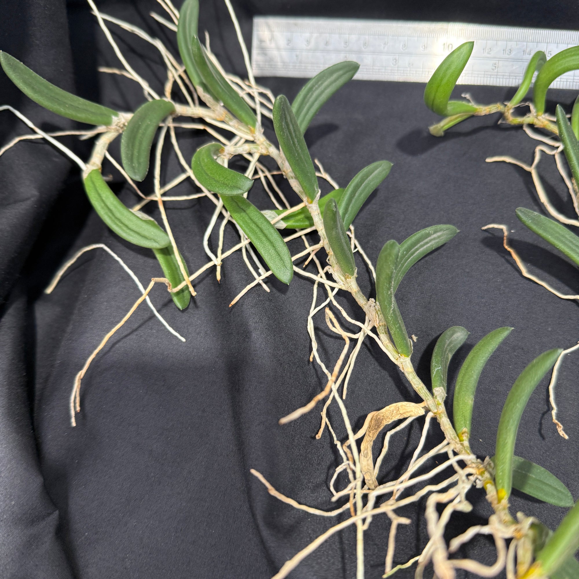 Dendrobium linguiformis (Syn. Dockrillia) Narrow Leaf