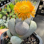 Pleiospilos nelii – Living Stone
