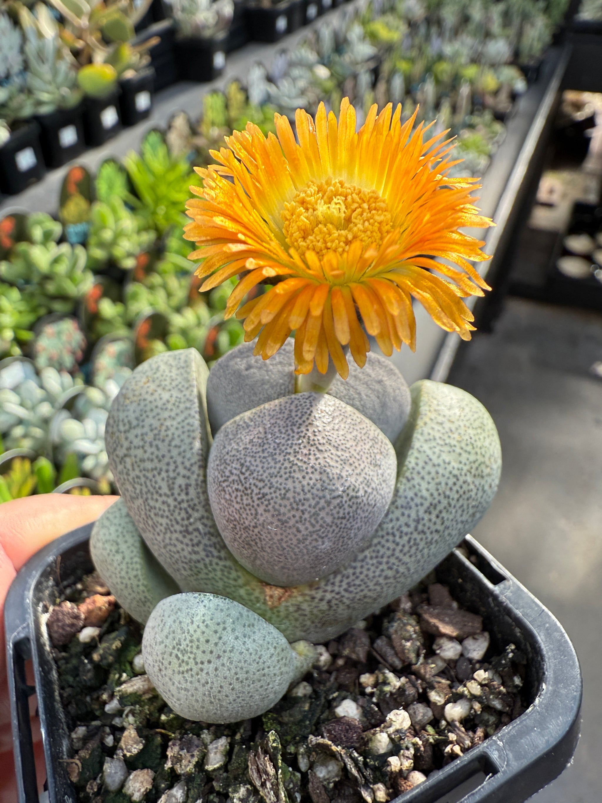 Pleiospilos nelii – Living Stone