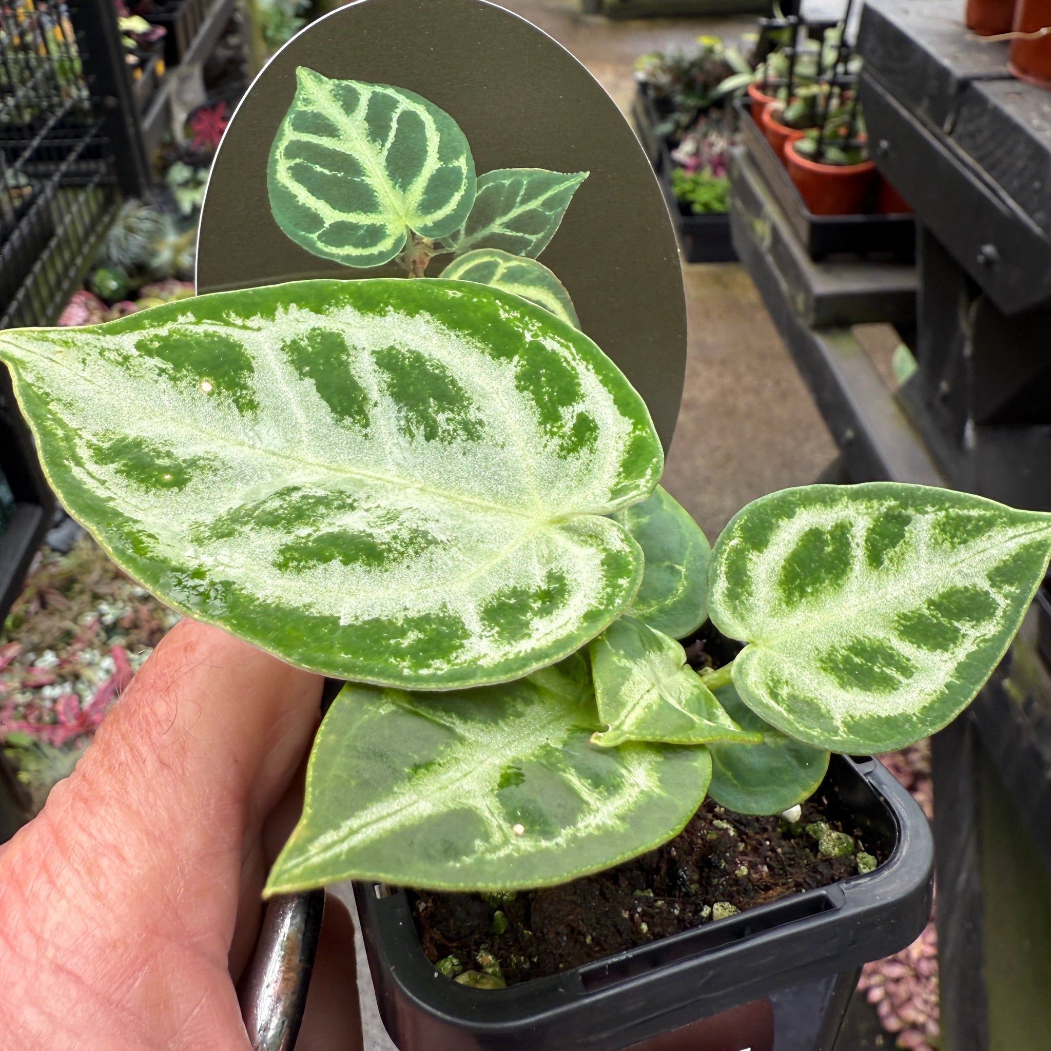 Anthurium crystallinum 'Dorayaki'