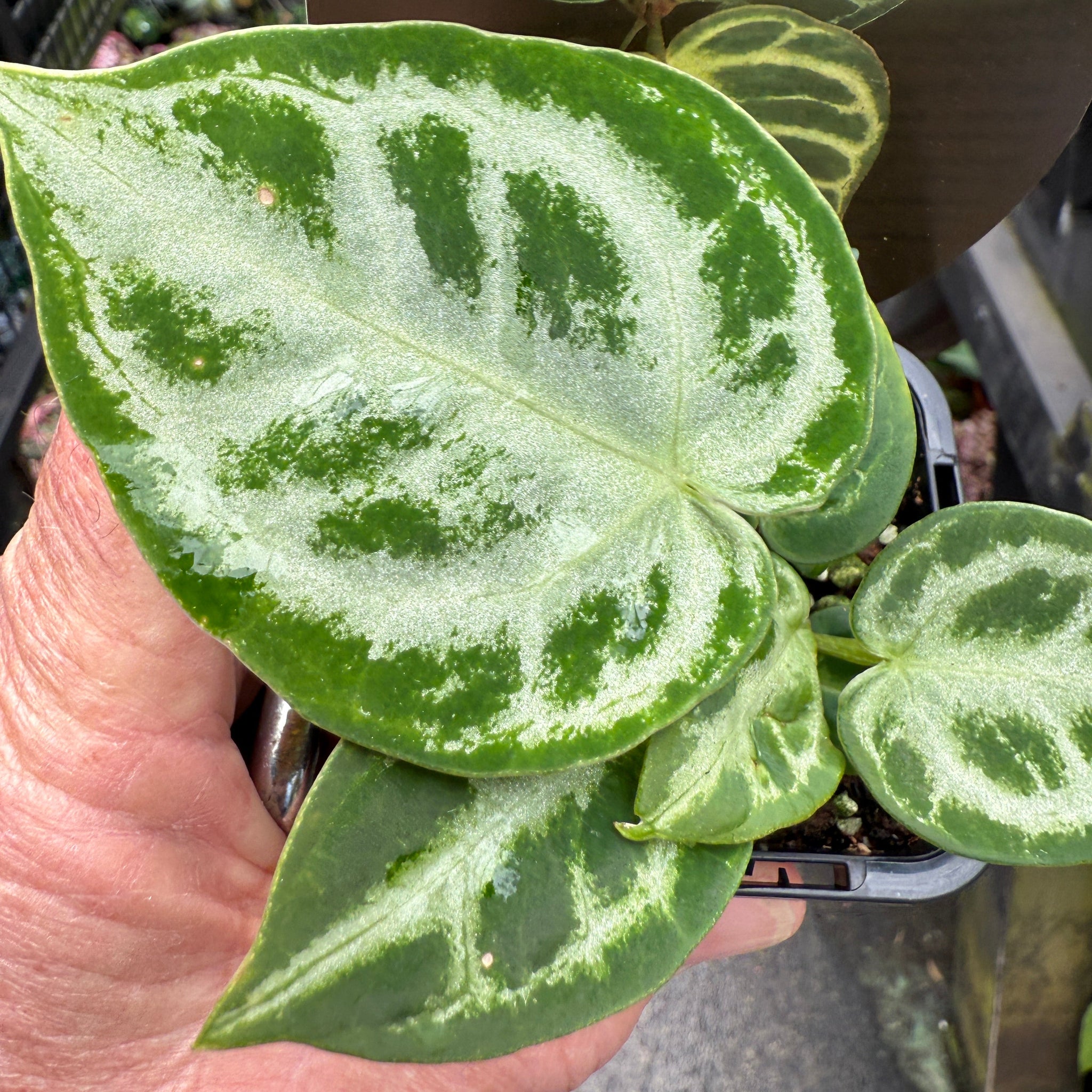 Anthurium crystallinum 'Dorayaki'