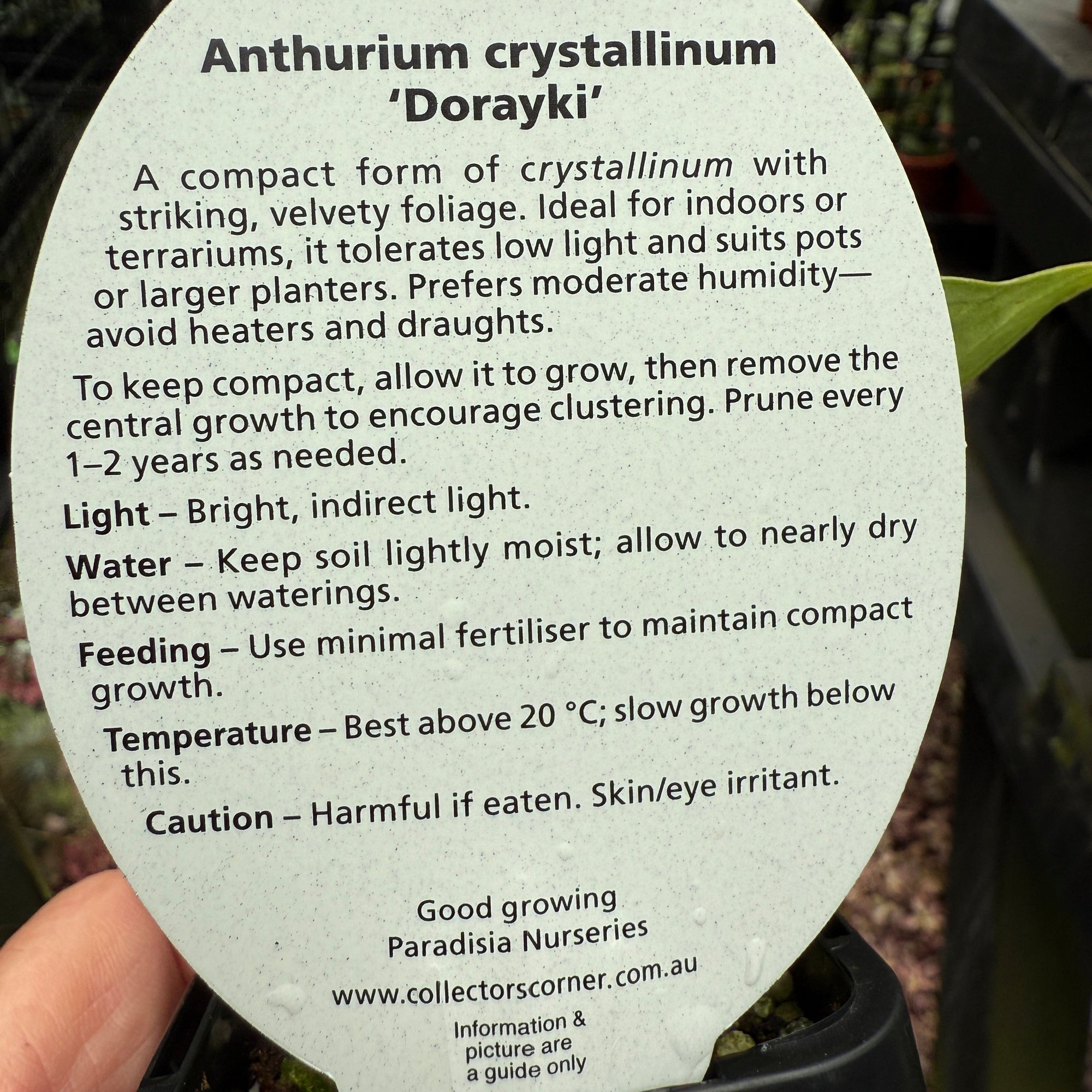 Anthurium crystallinum 'Dorayaki'