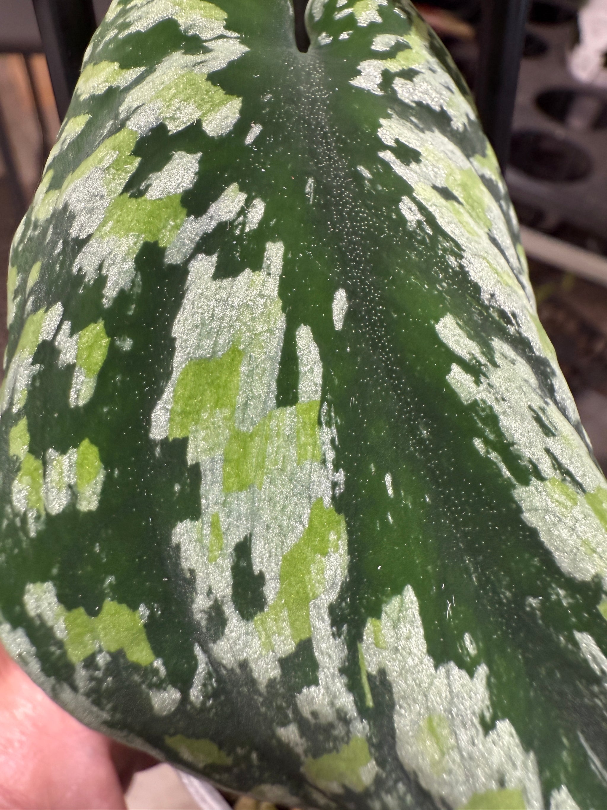 Scindapsus pictus 'Tricolor'