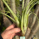 Tillandsia capitata 'Pinoy Yellow'