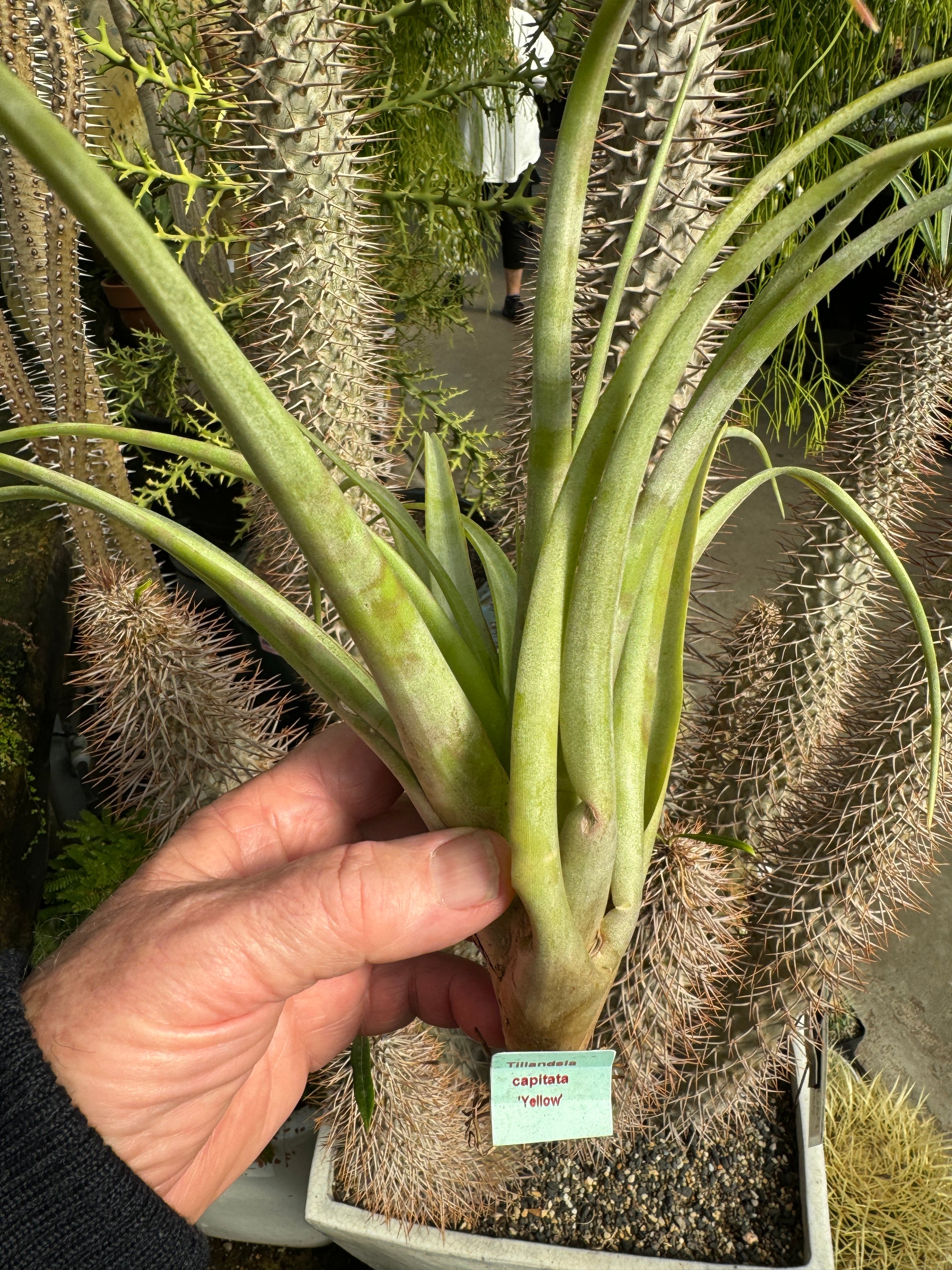 Tillandsia capitata 'Pinoy Yellow'