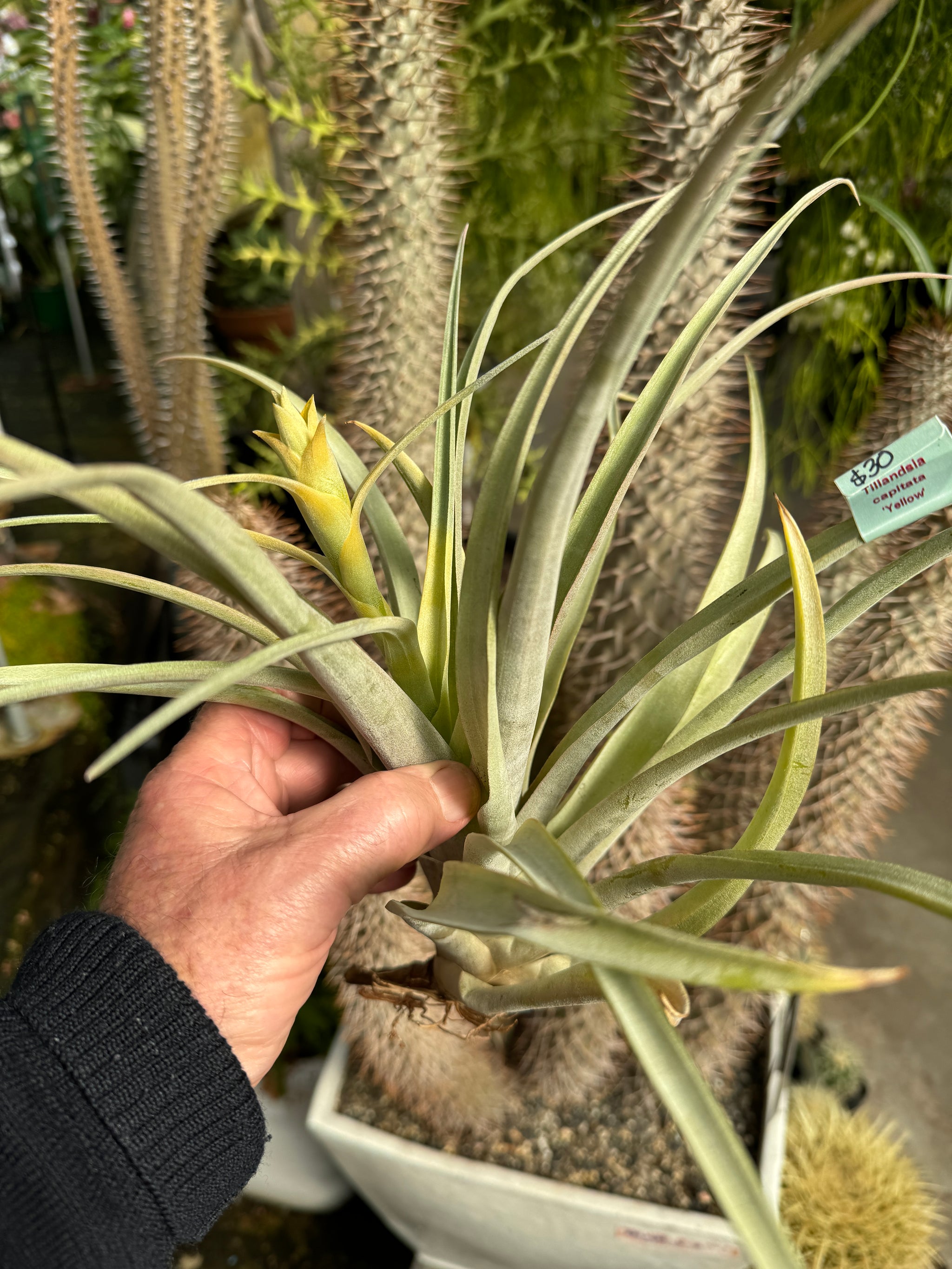 Tillandsia capitata 'Pinoy Yellow'
