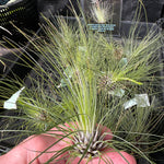 Tillandsia filifolia