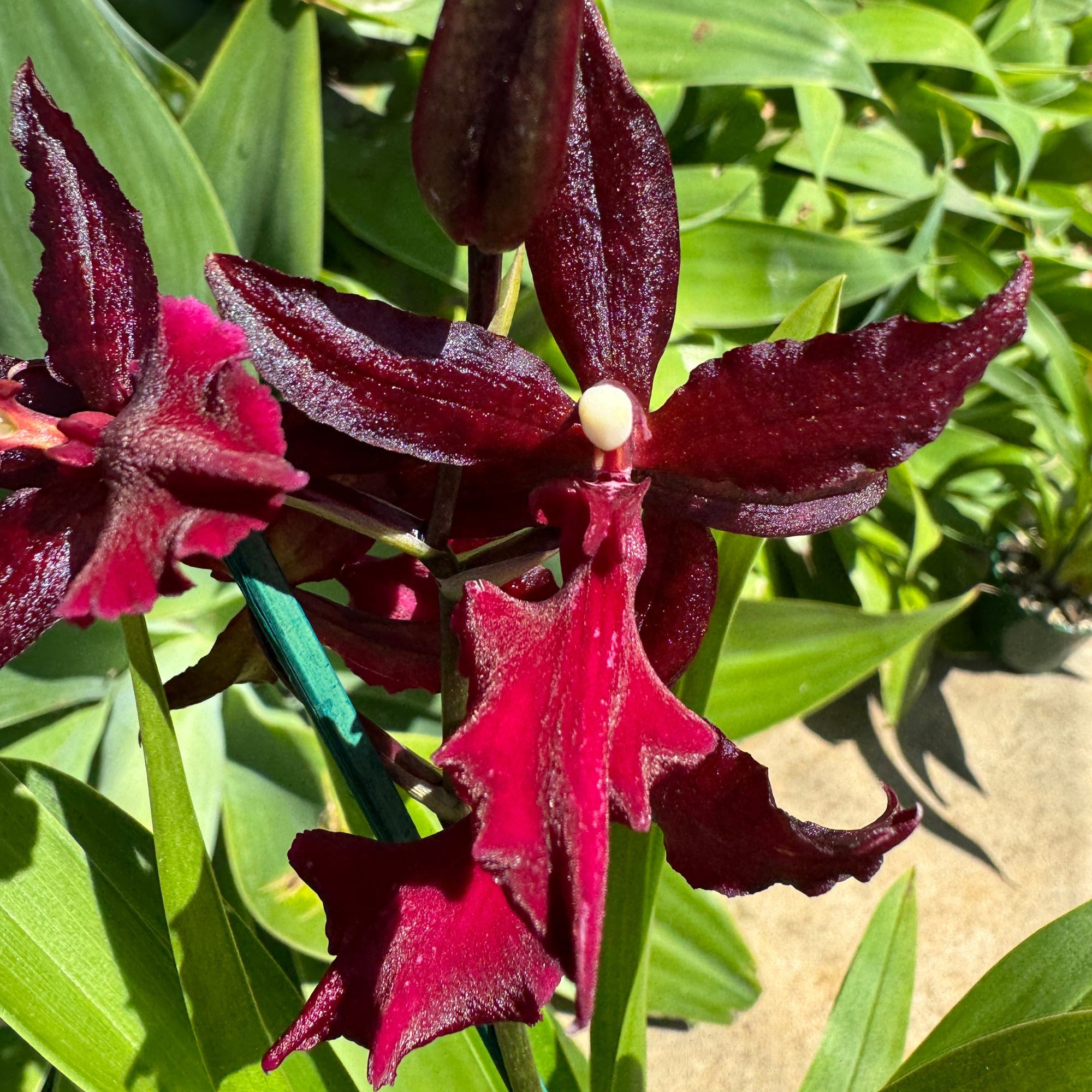 Odontocidium Massai Red Star - Vibrant Orchid