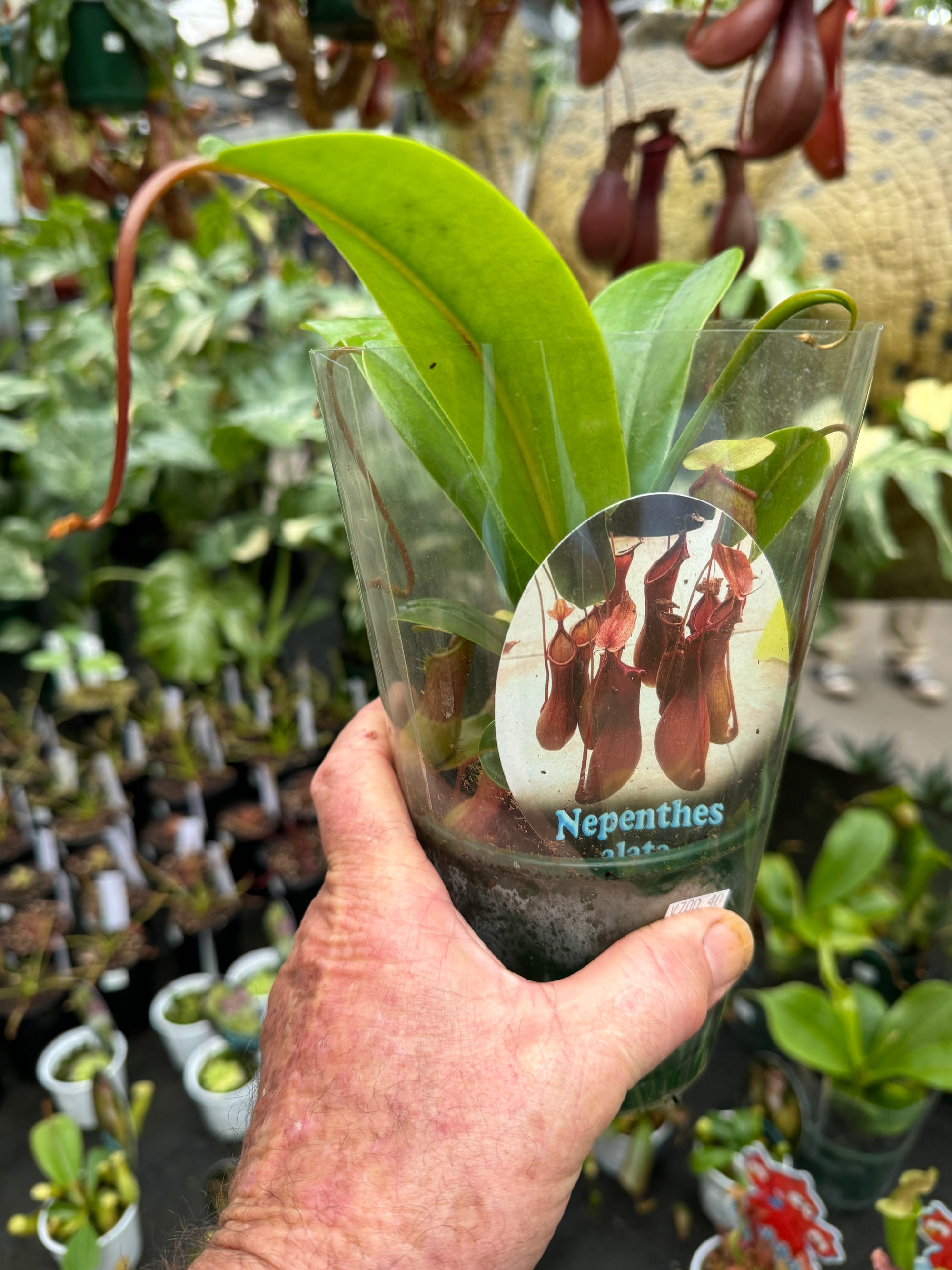 Nepenthes alata - Winged Pitcher Plant