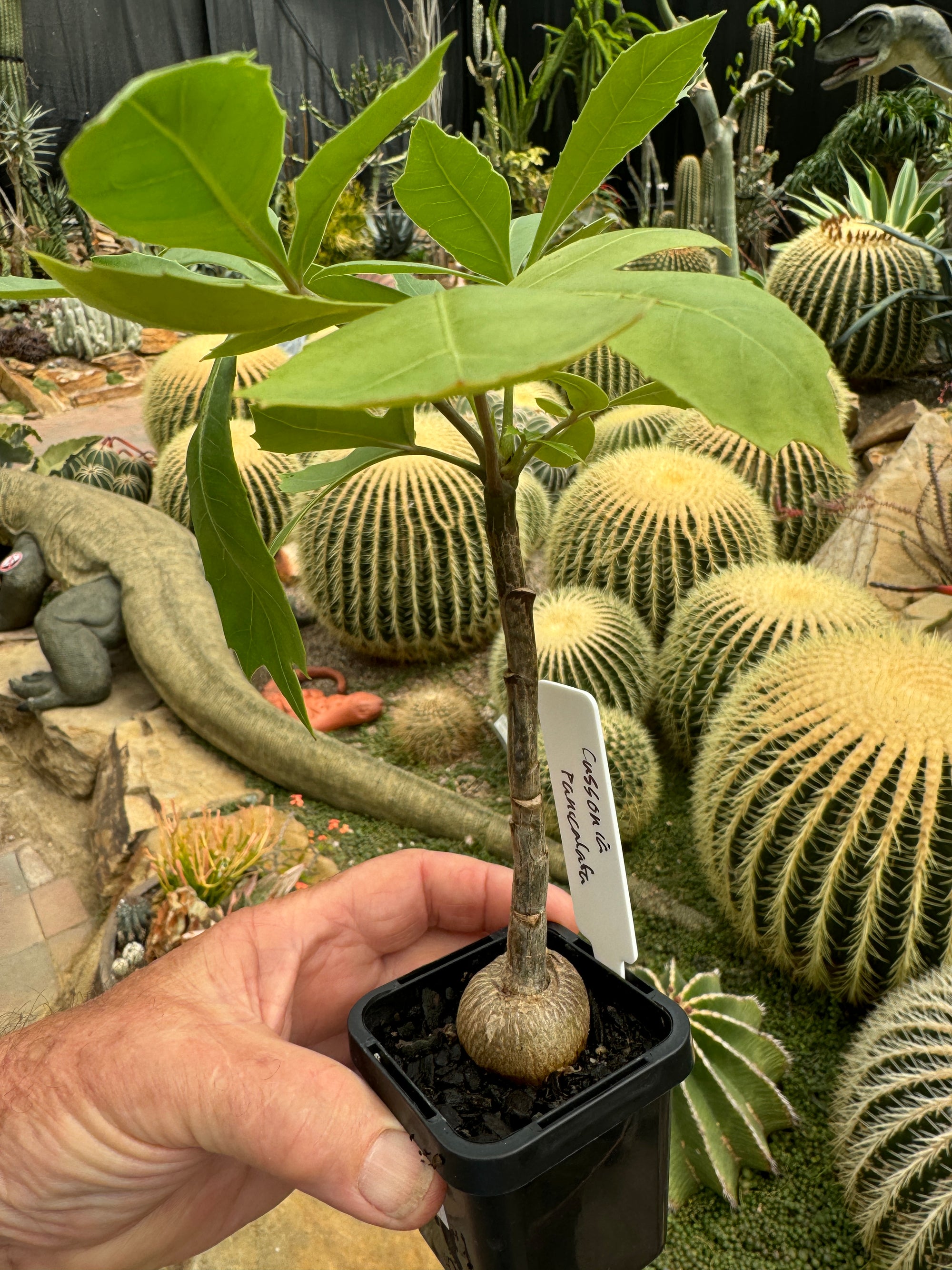 Cussonia paniculata - Mountain Cabbage Tree