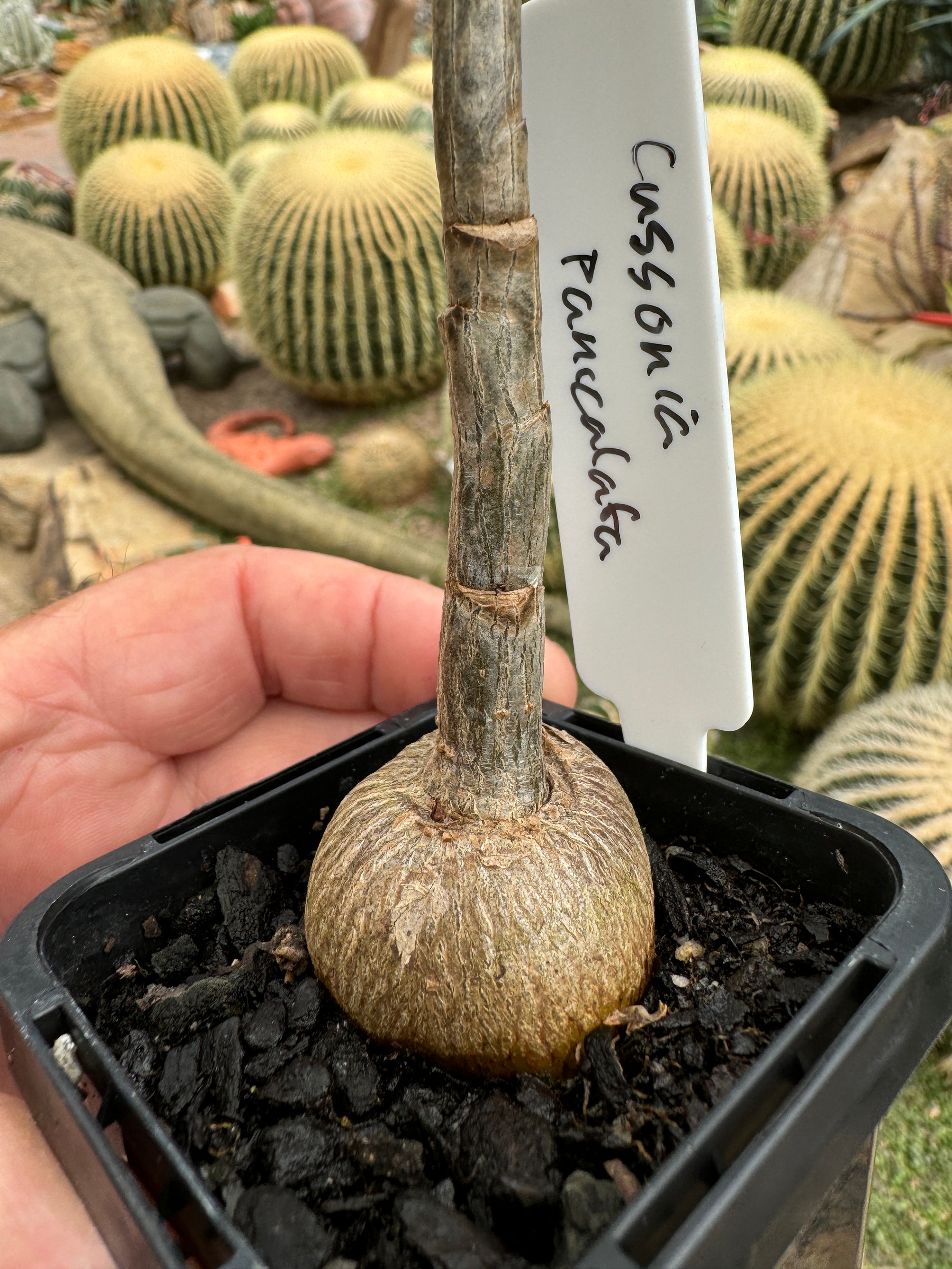 Cussonia paniculata - Mountain Cabbage Tree