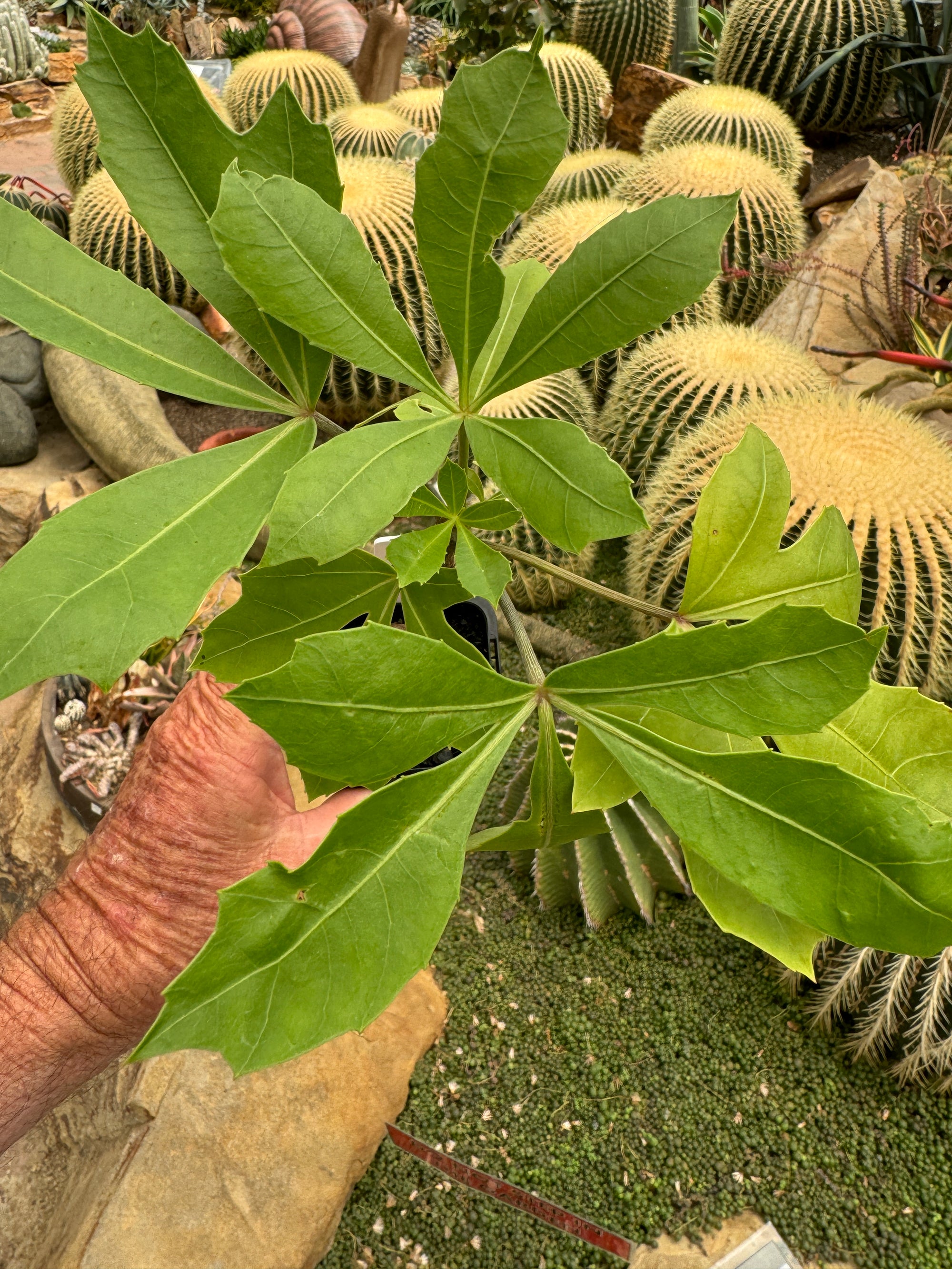 Cussonia paniculata - Mountain Cabbage Tree