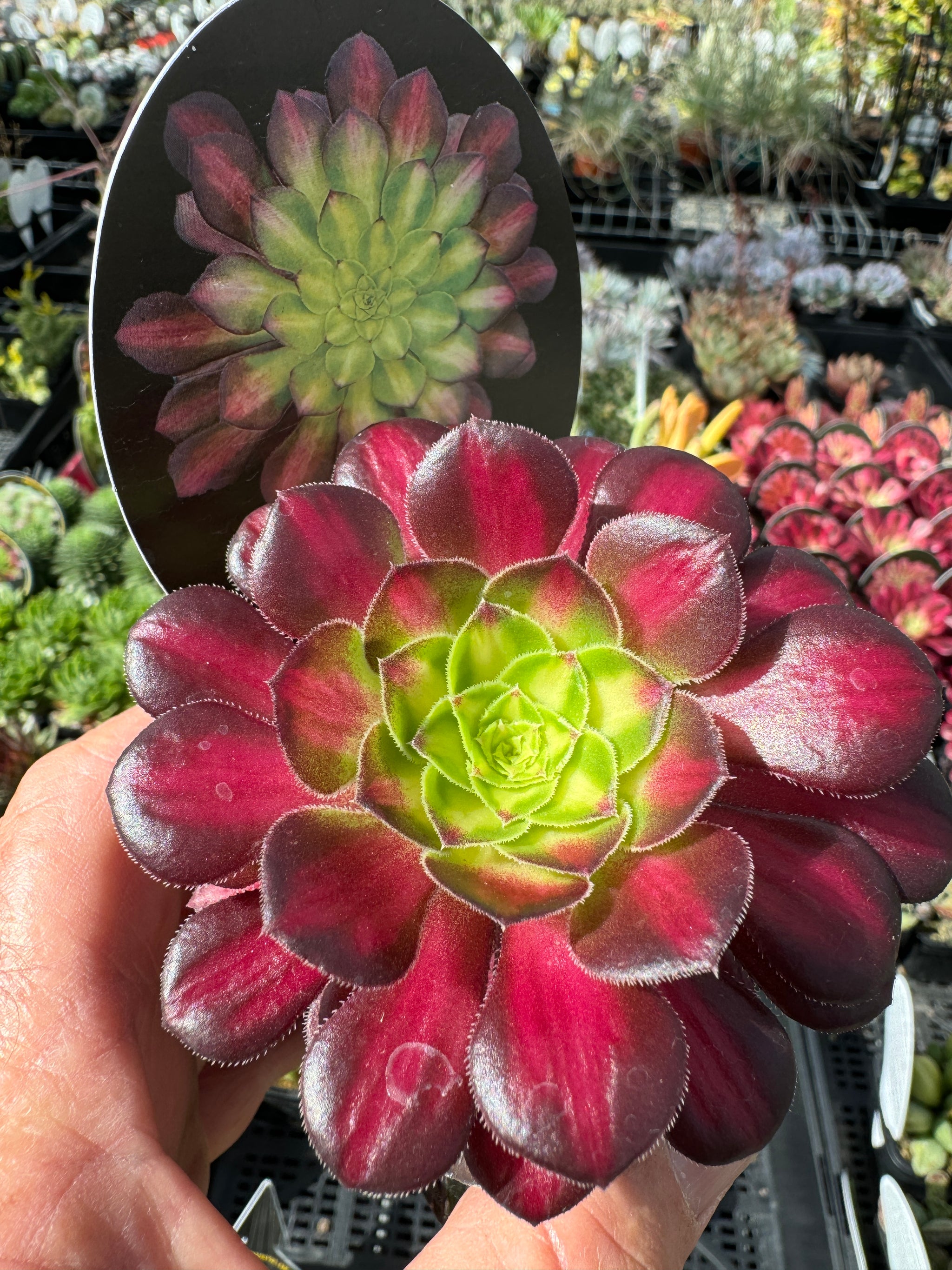 Aeonium arboreum 'Picasso'
