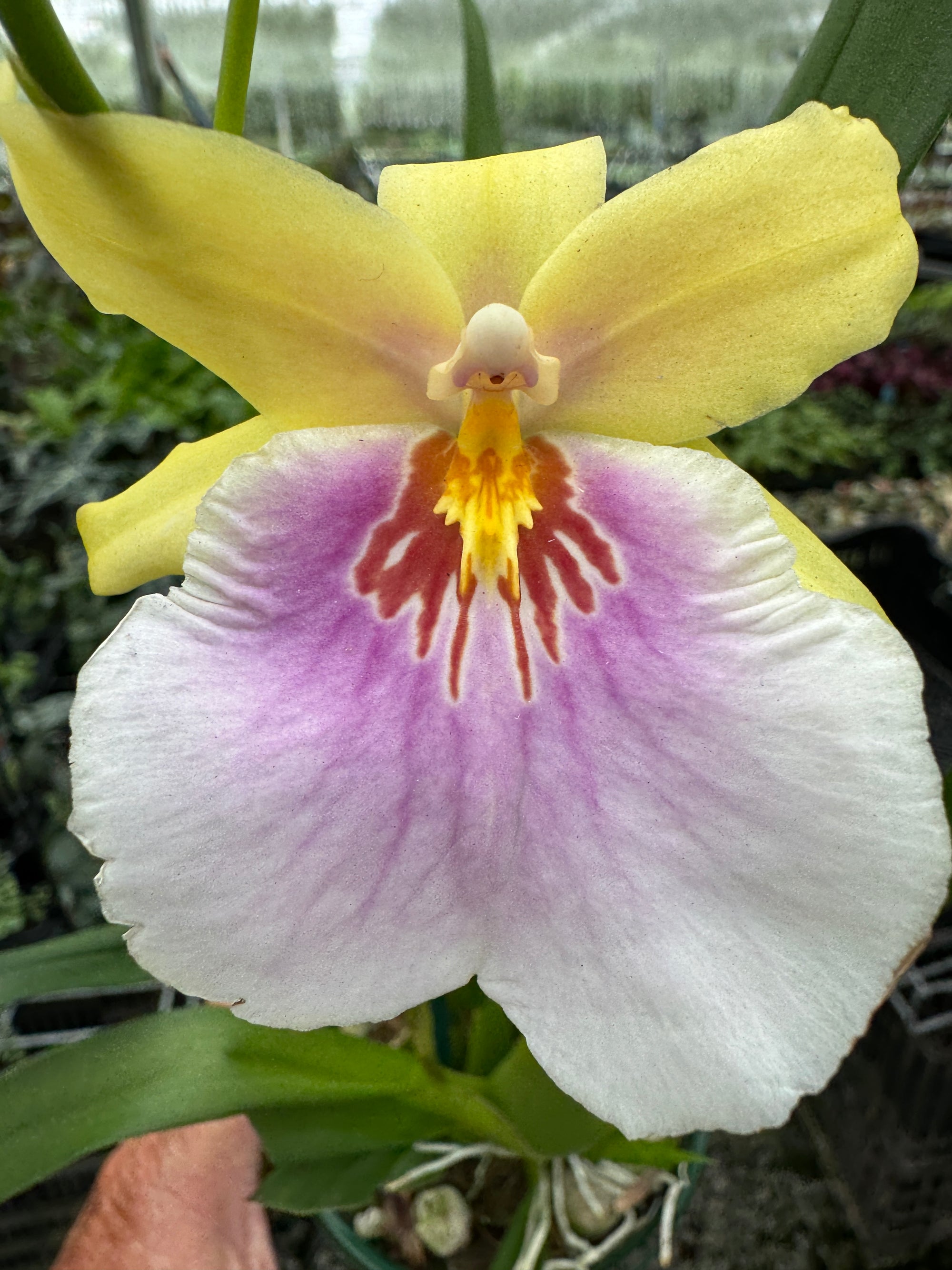 Oncidium Yellow Passion 2 spiker. A2 100mm potted